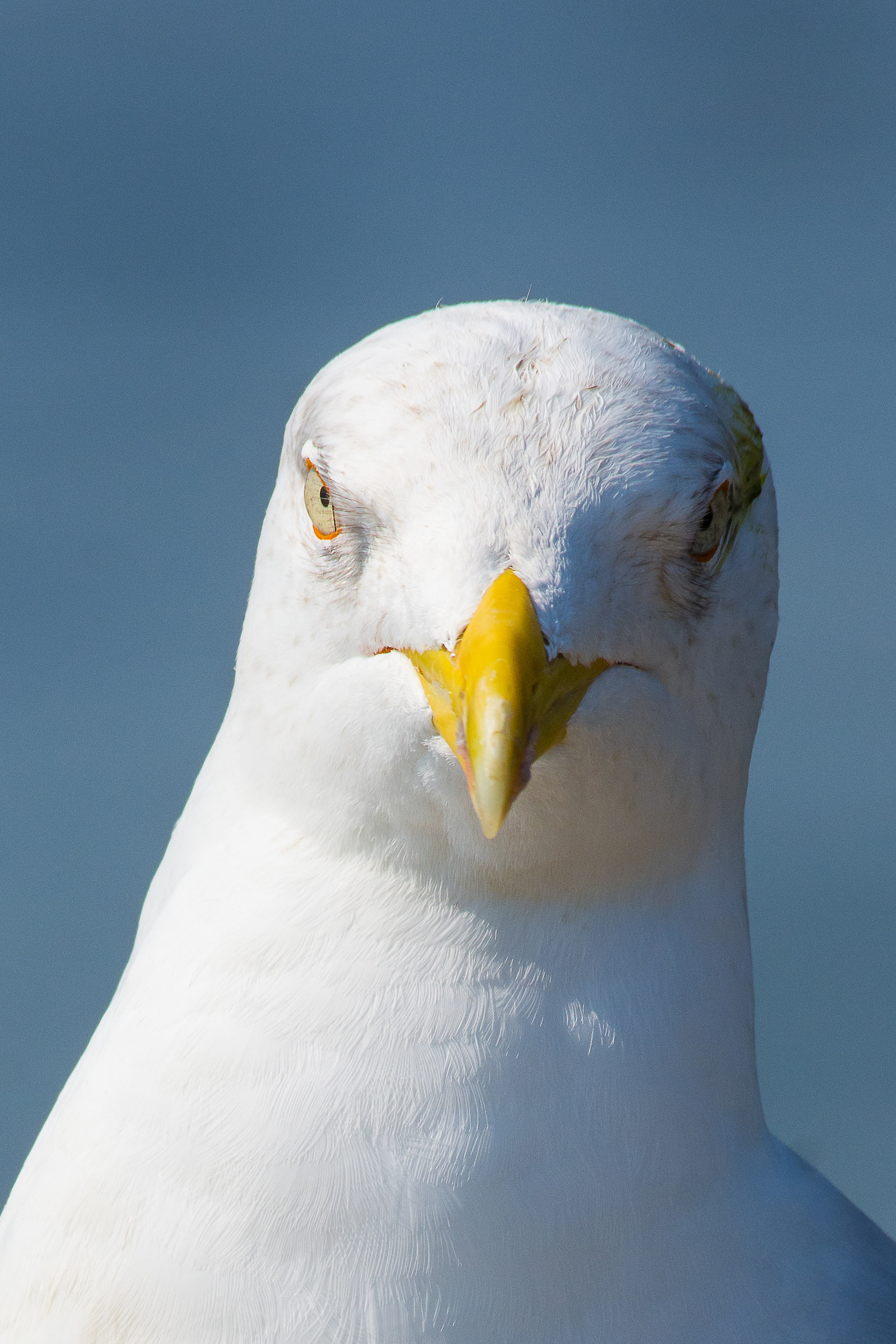 Nikkor 200/500 crop.... still doubts???