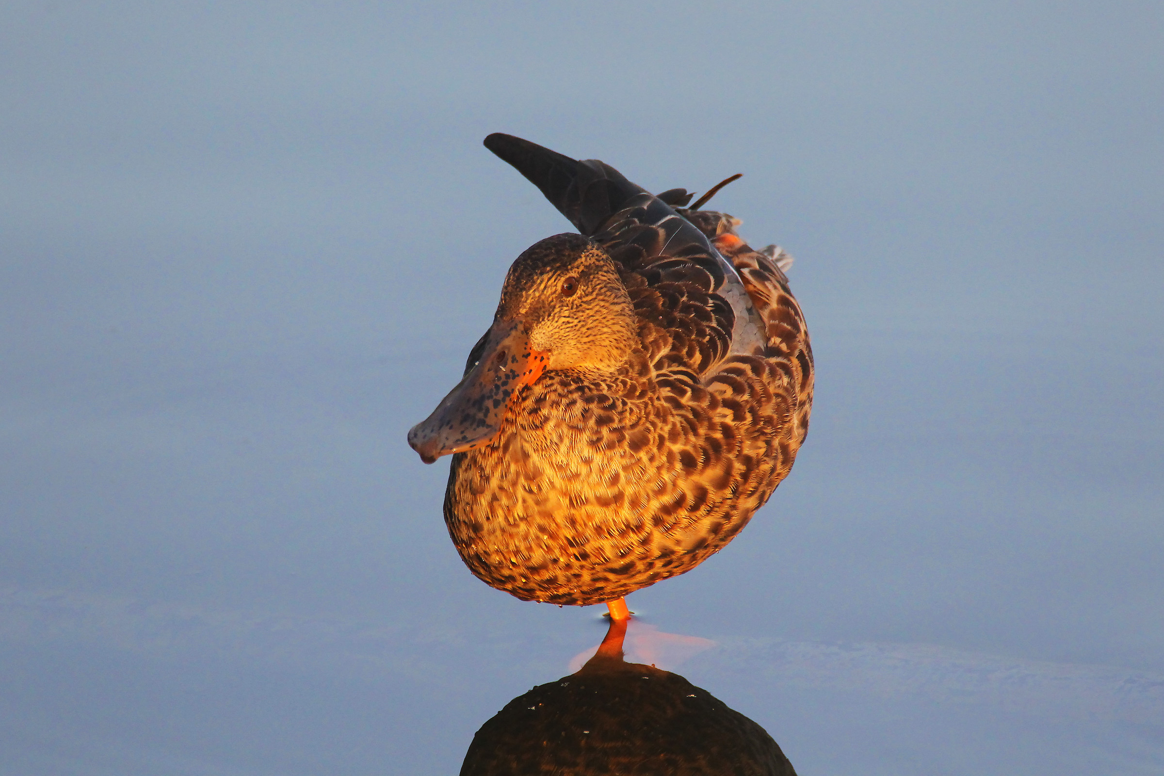 Mestolone al tramonto
