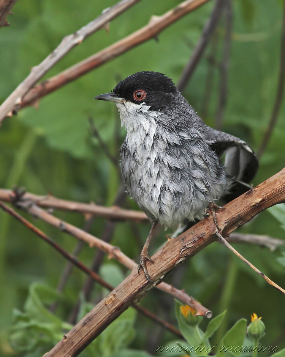 M Warbler (Sylvia melanocephala)