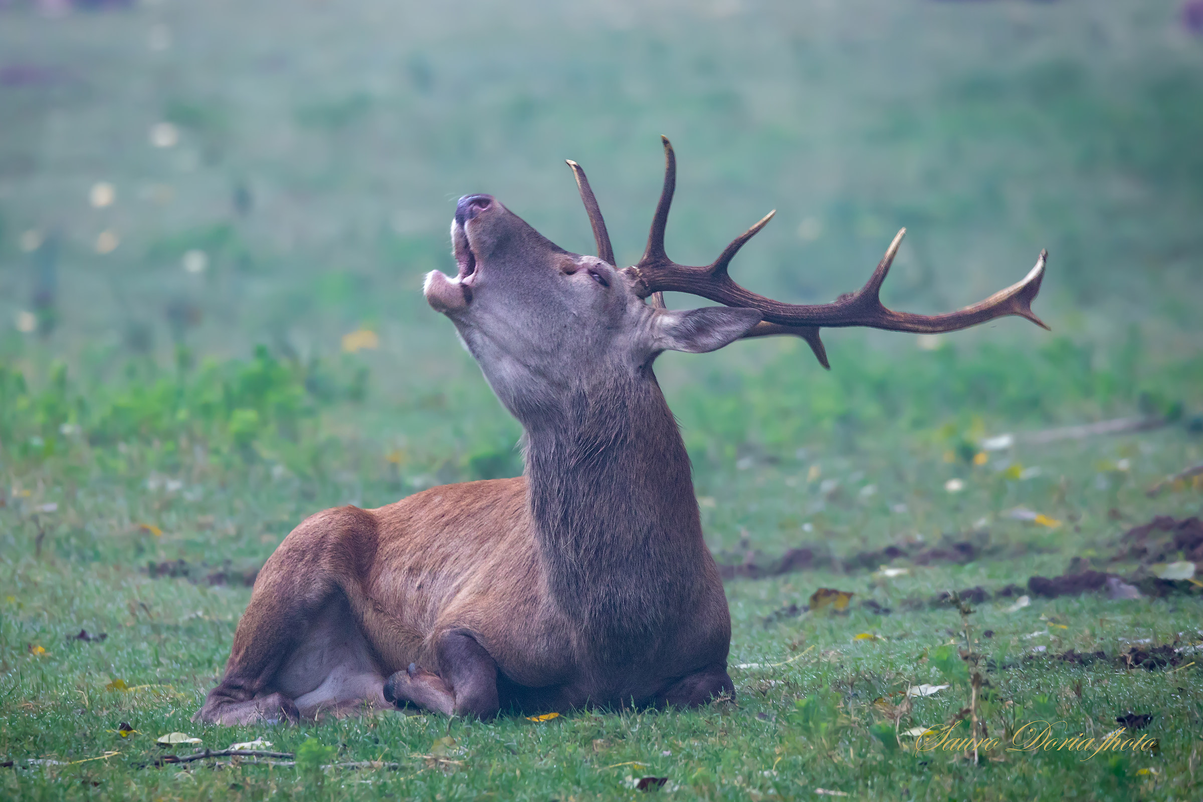 Il bramito del cervo nobile italico