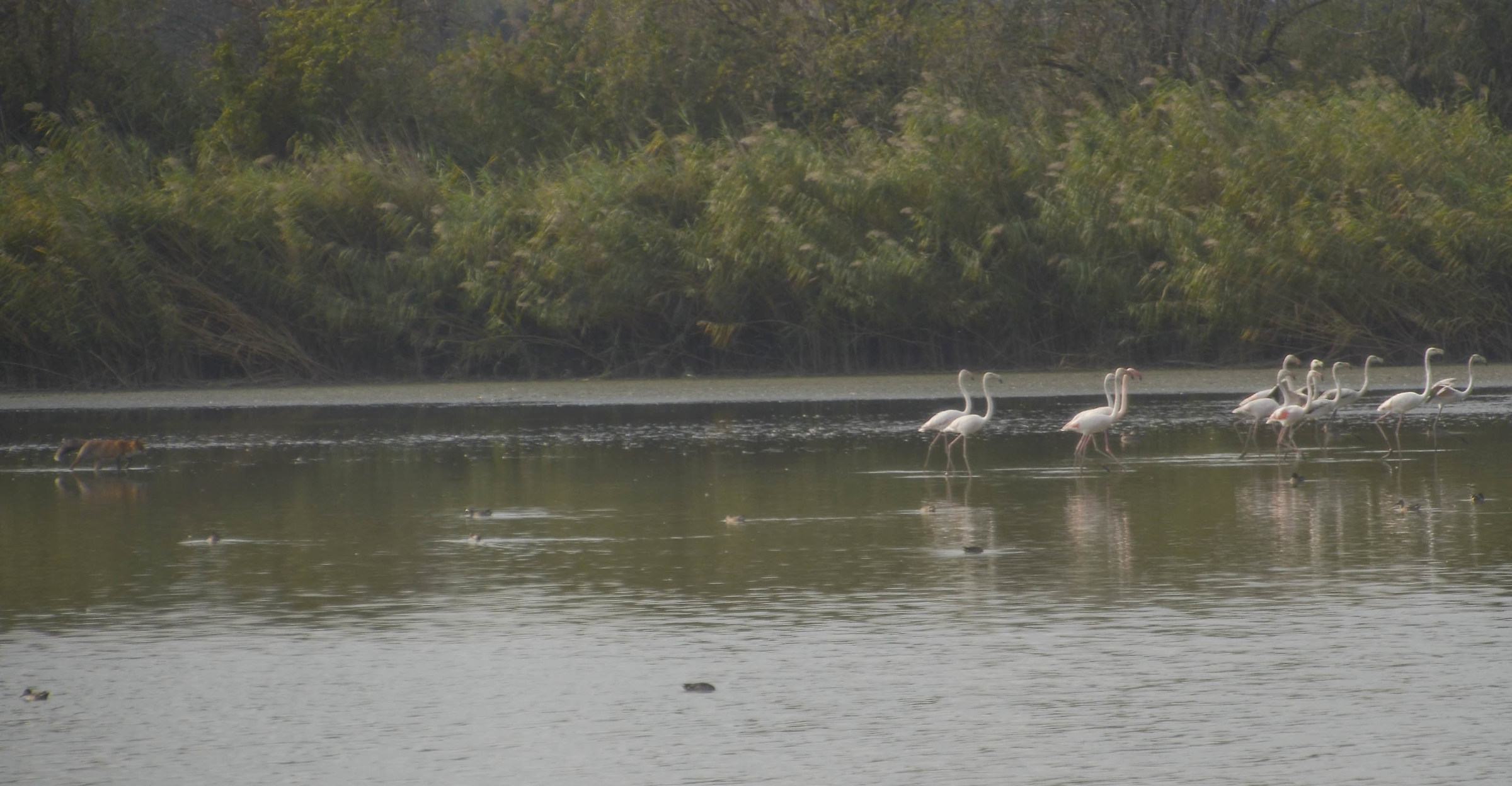volpe che attacca fenicotteri