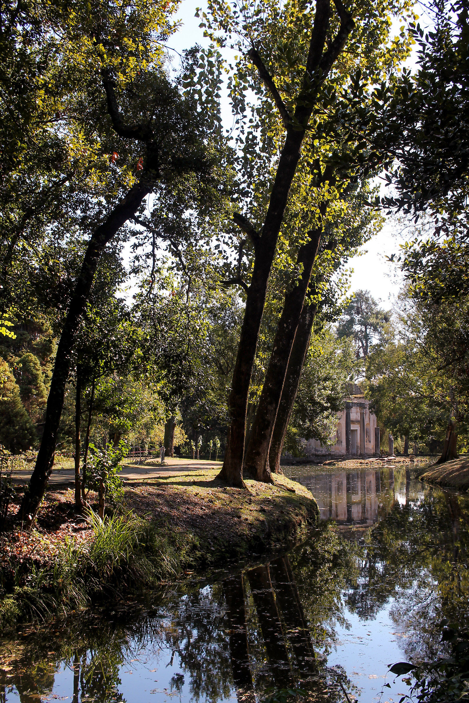 Lake of water Lilies