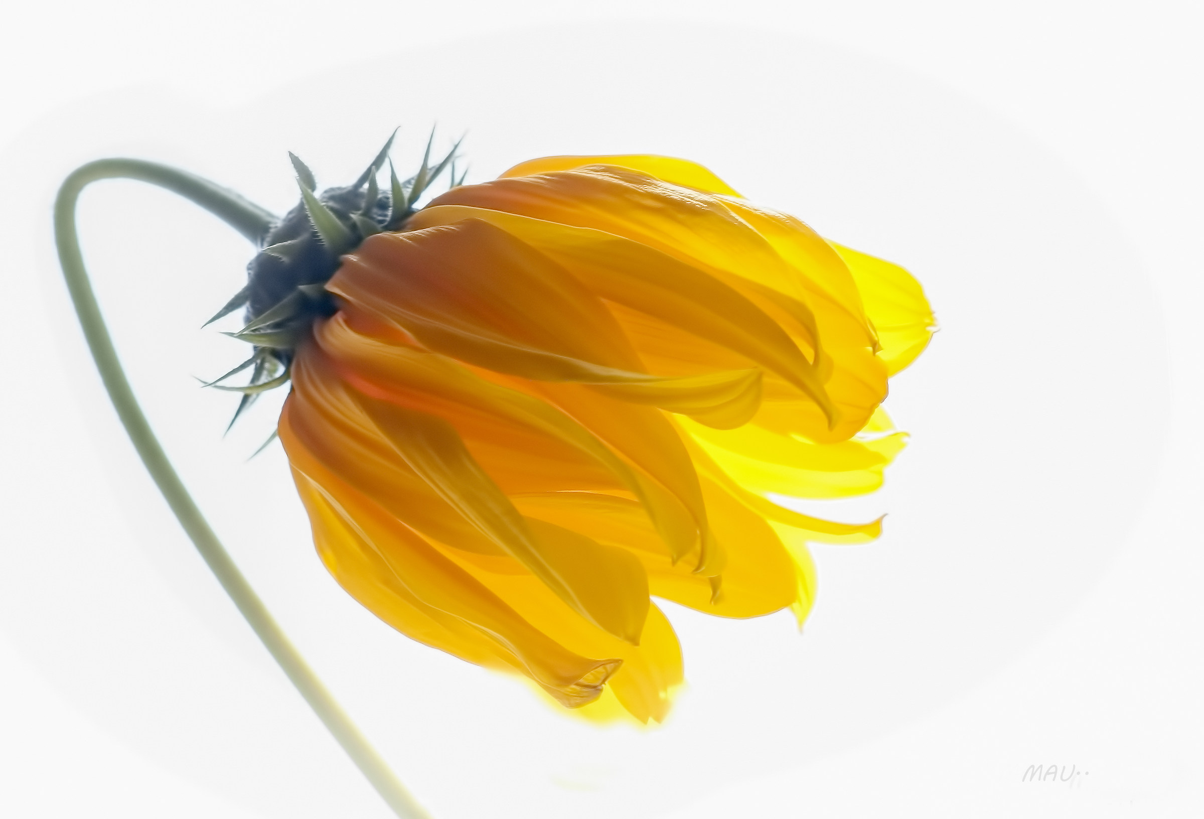 The yellow of the Jerusalem artichoke