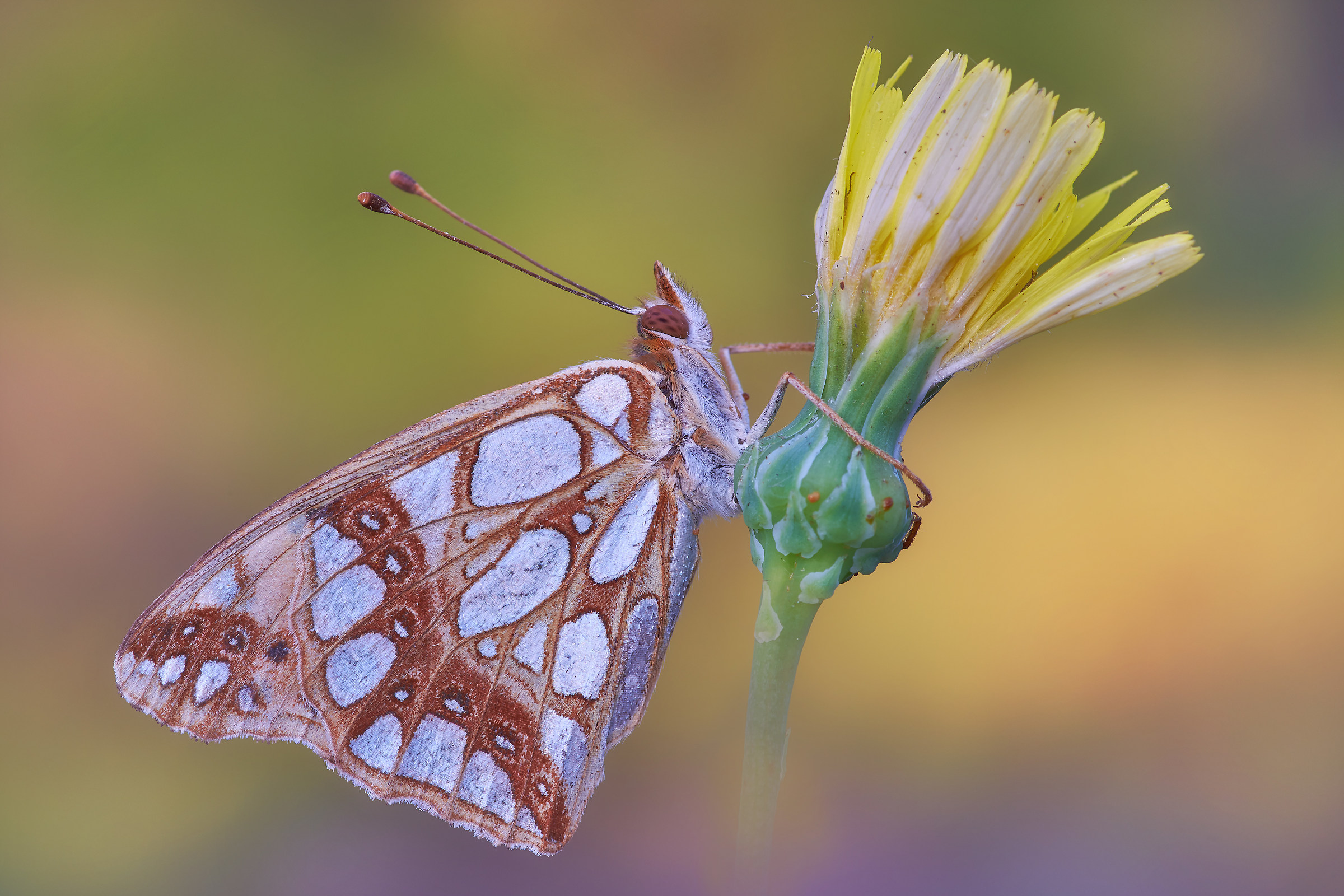 Issoria Lathonia (linnaues, 1758)
