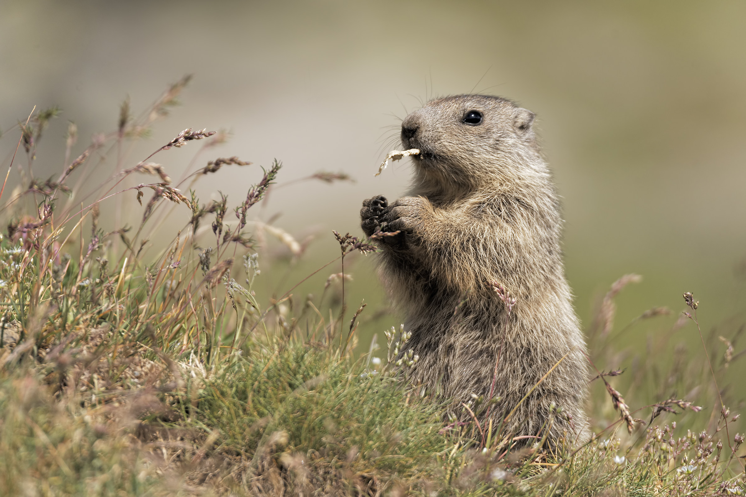 Marmotta
