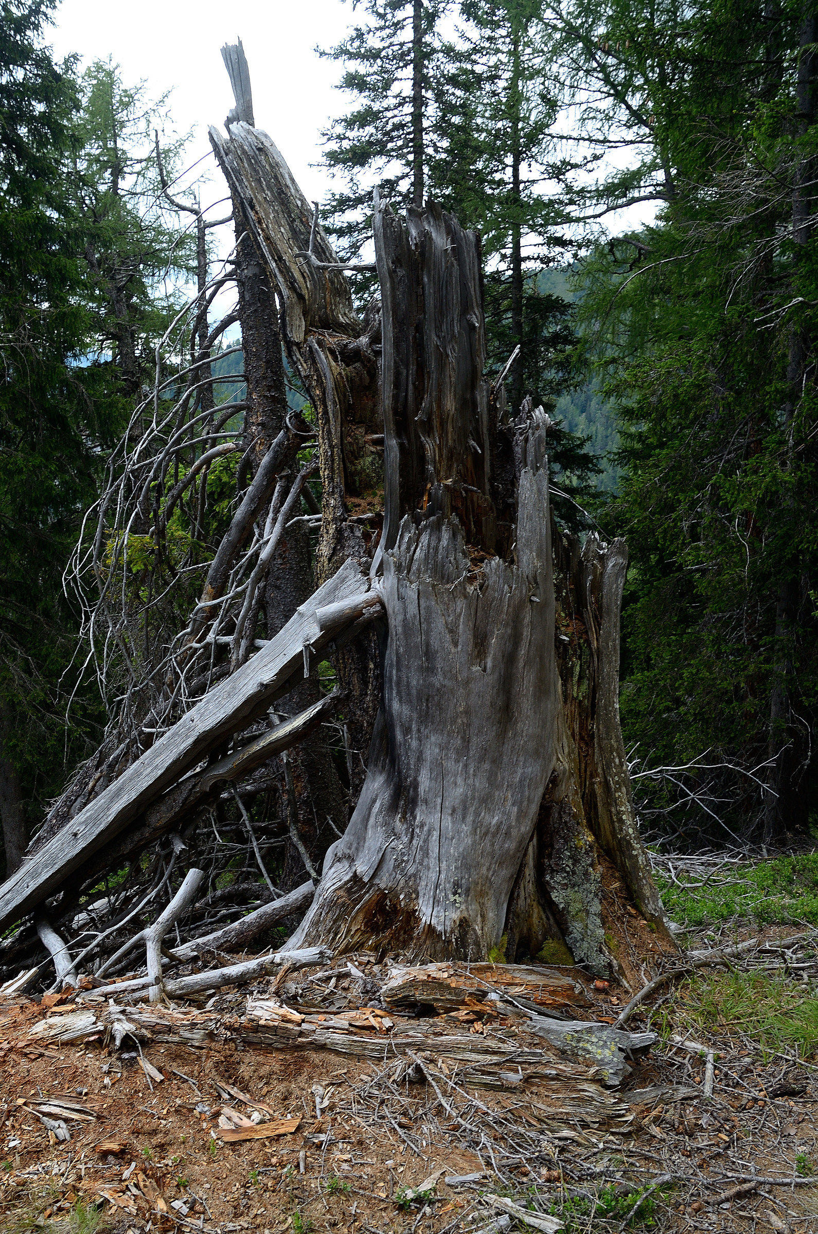 Albero da un altro punto di vista (2)