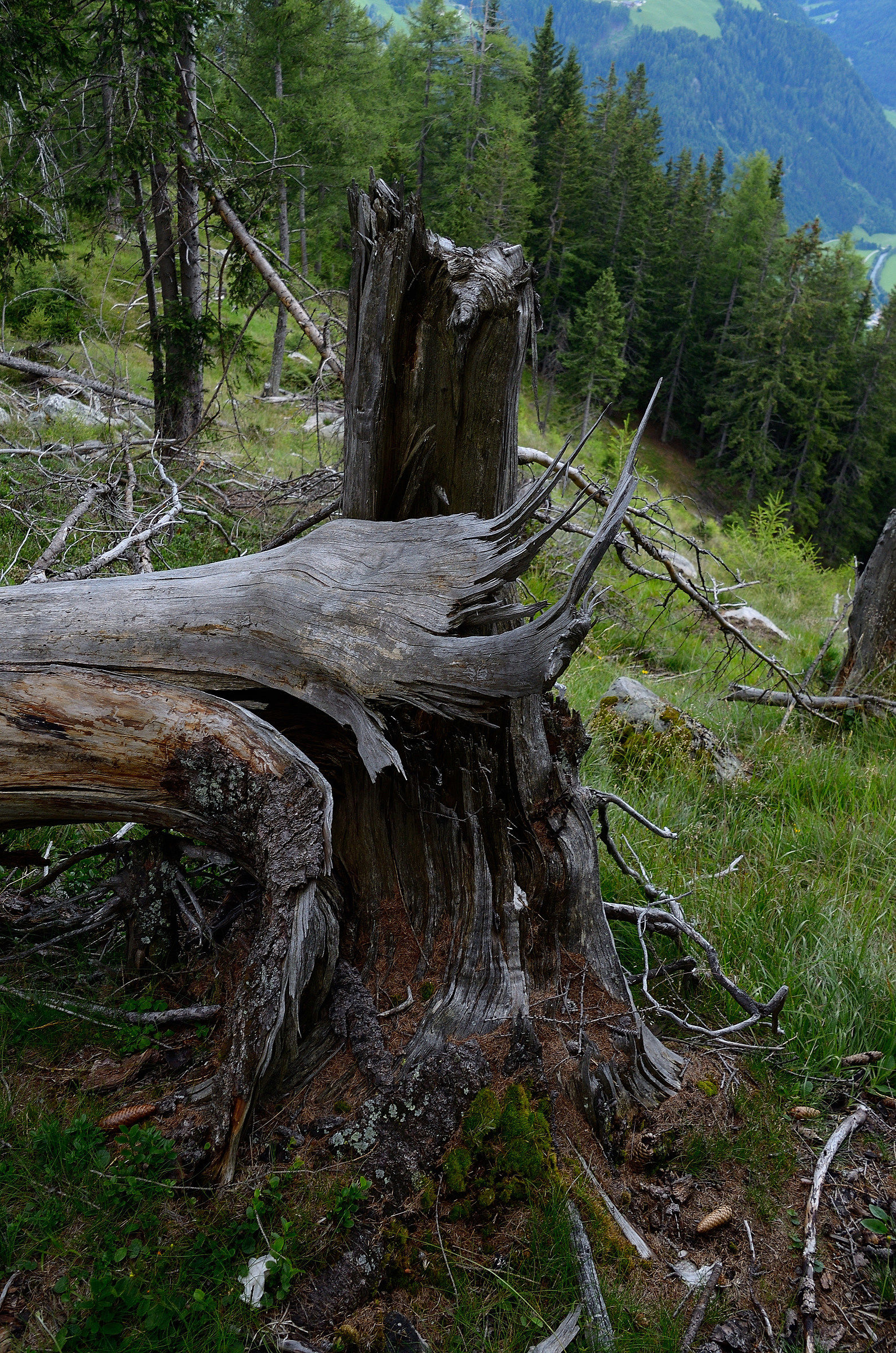 Tree from another point of view (3)