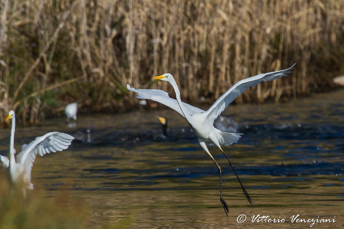 White Heron