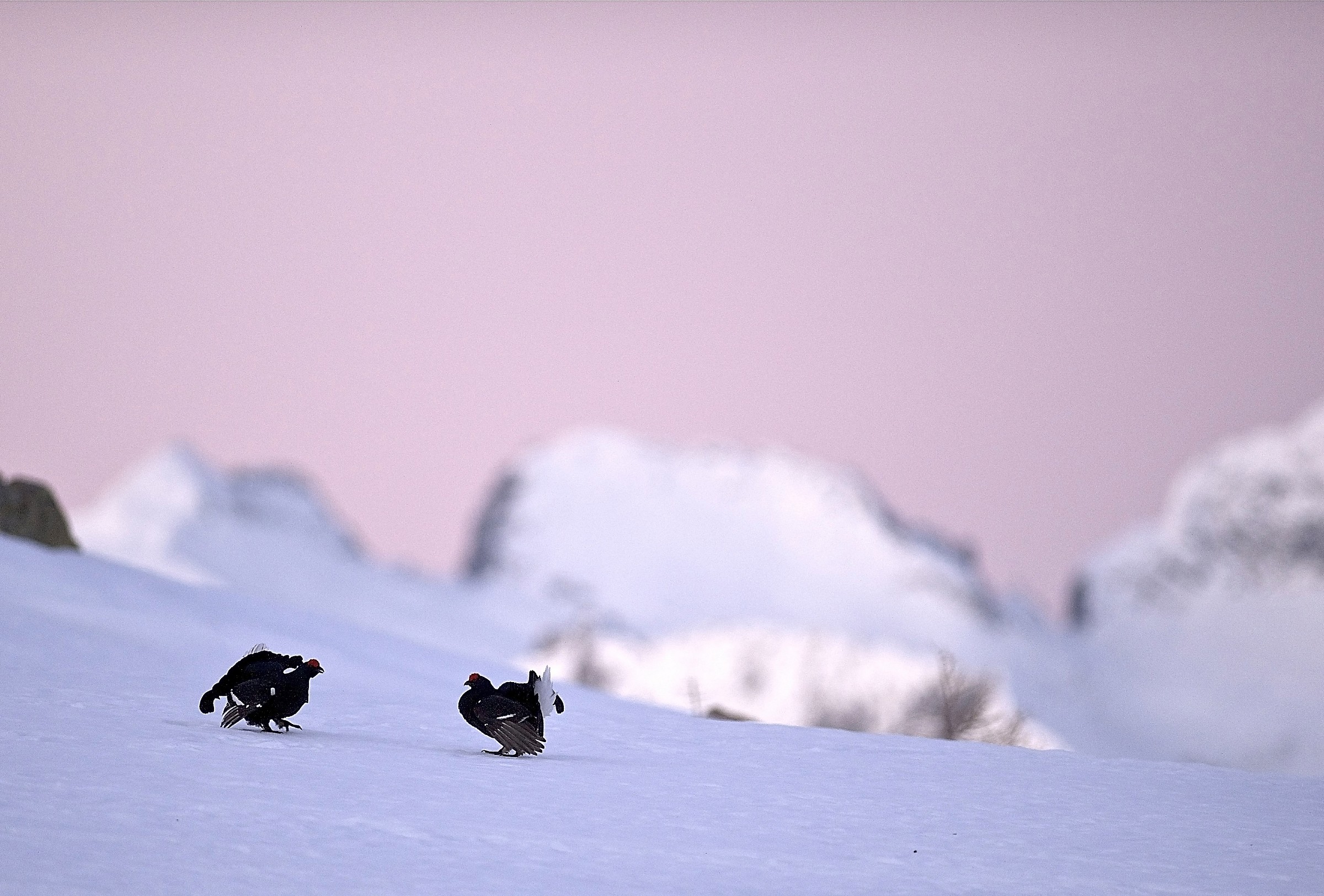 Aspettando la primavera
