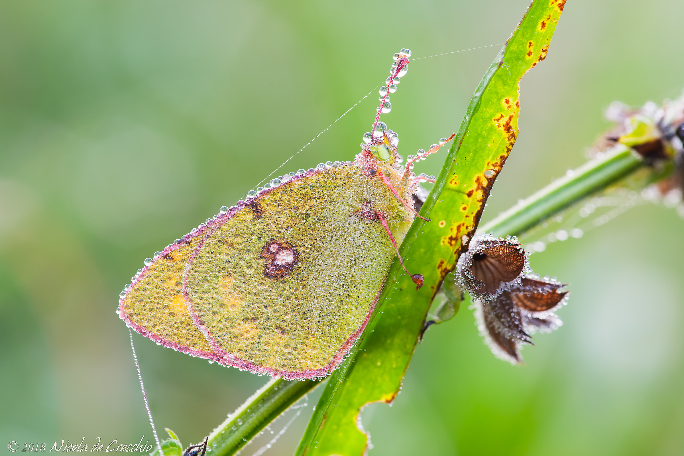 I think I'm getting a cold this time!