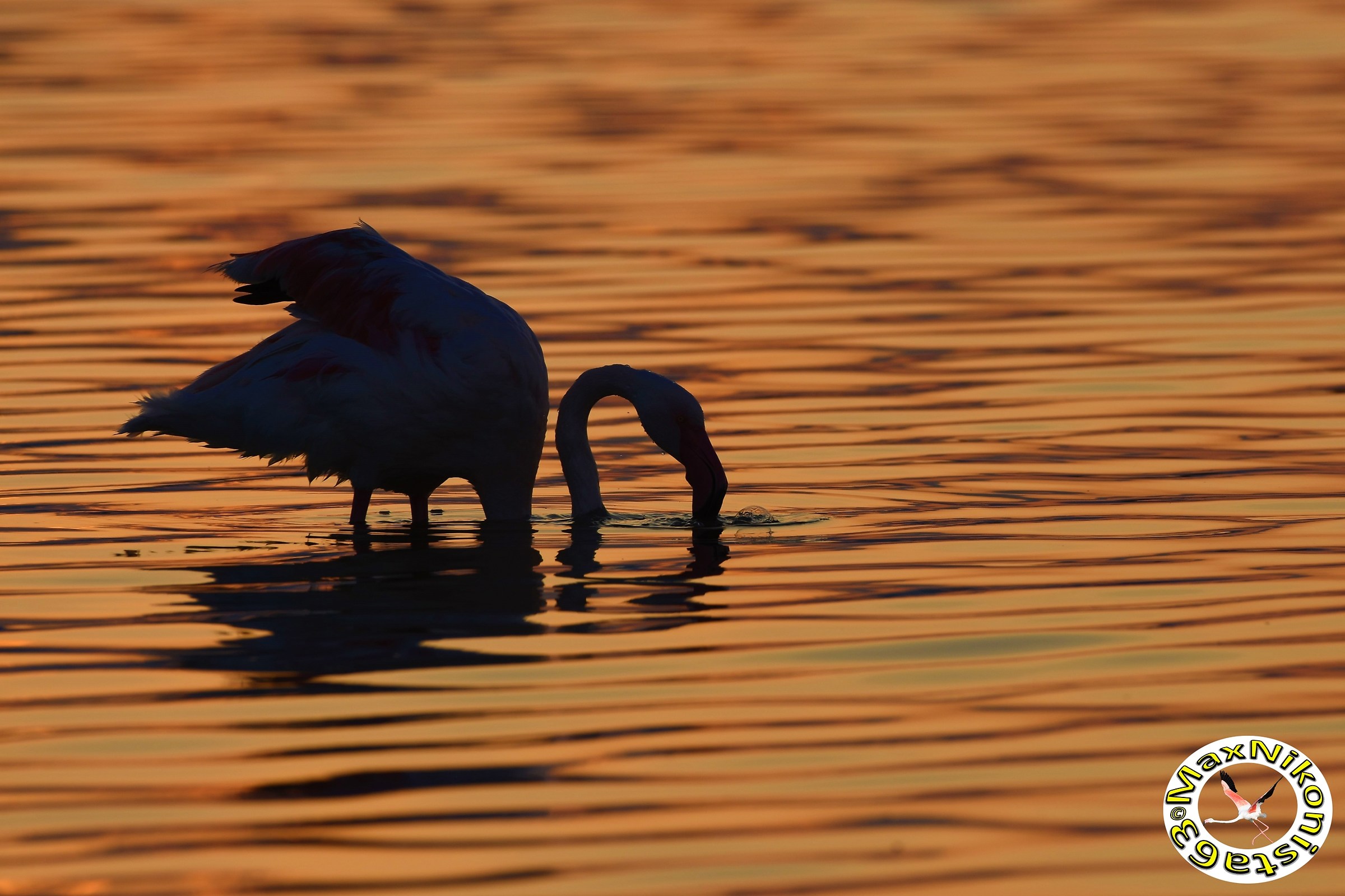 Alba con fenicottero