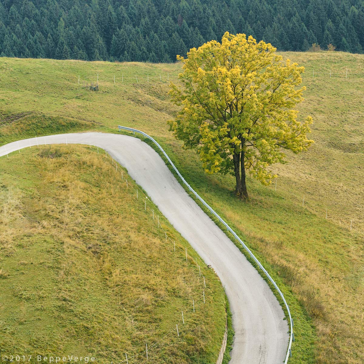 L'albero e la strada