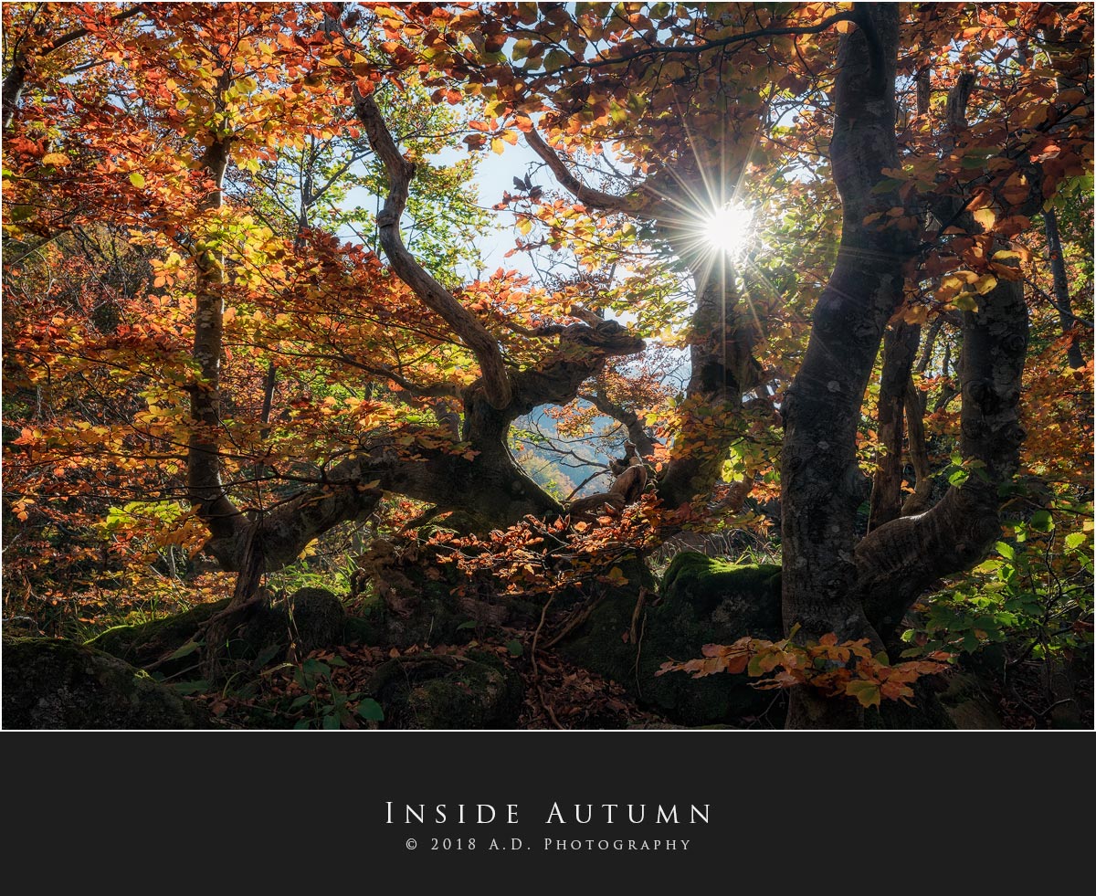 Inside Autumn