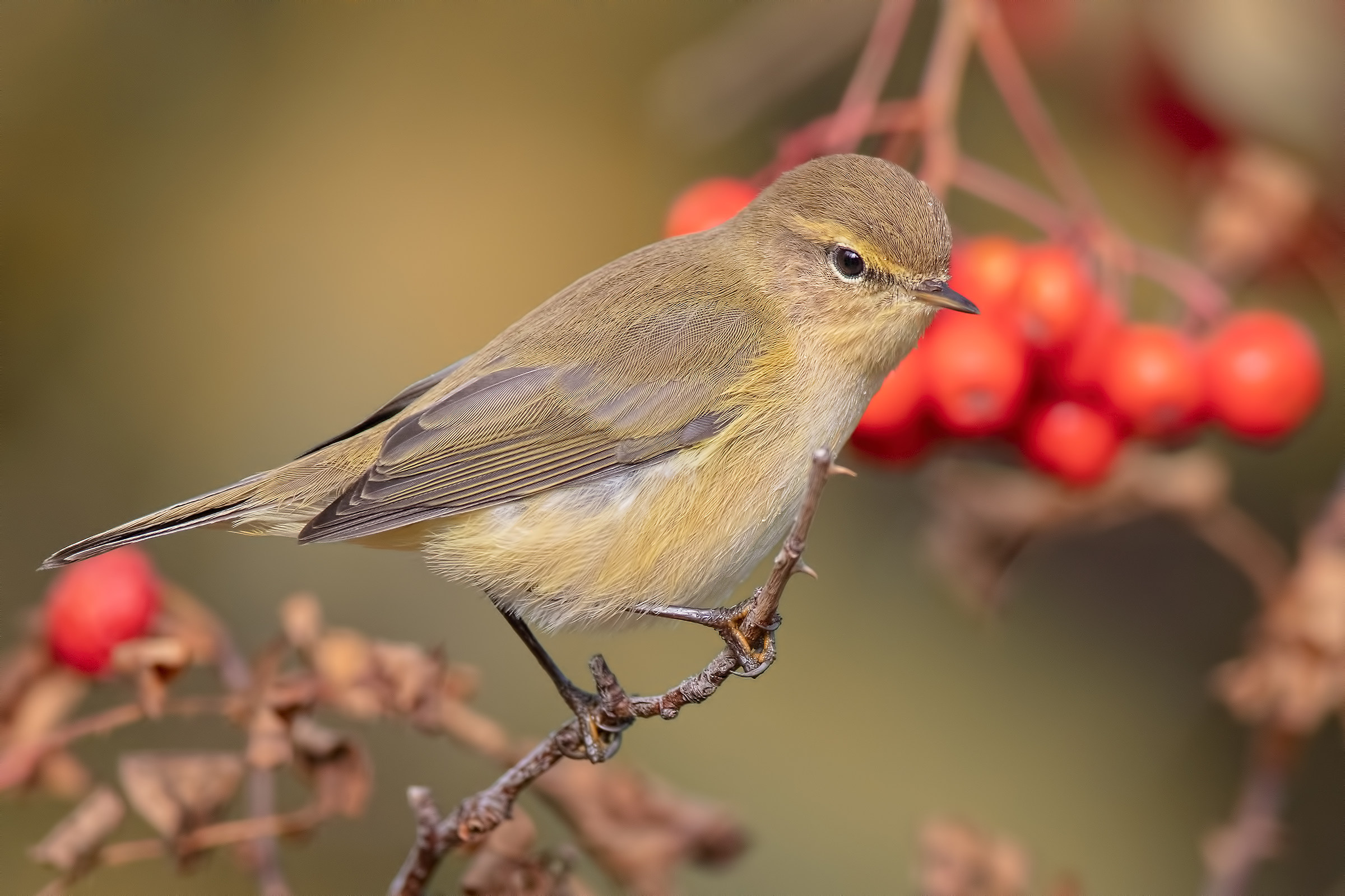 Luì grosso (Phylloscopus trochilus) su sorbo