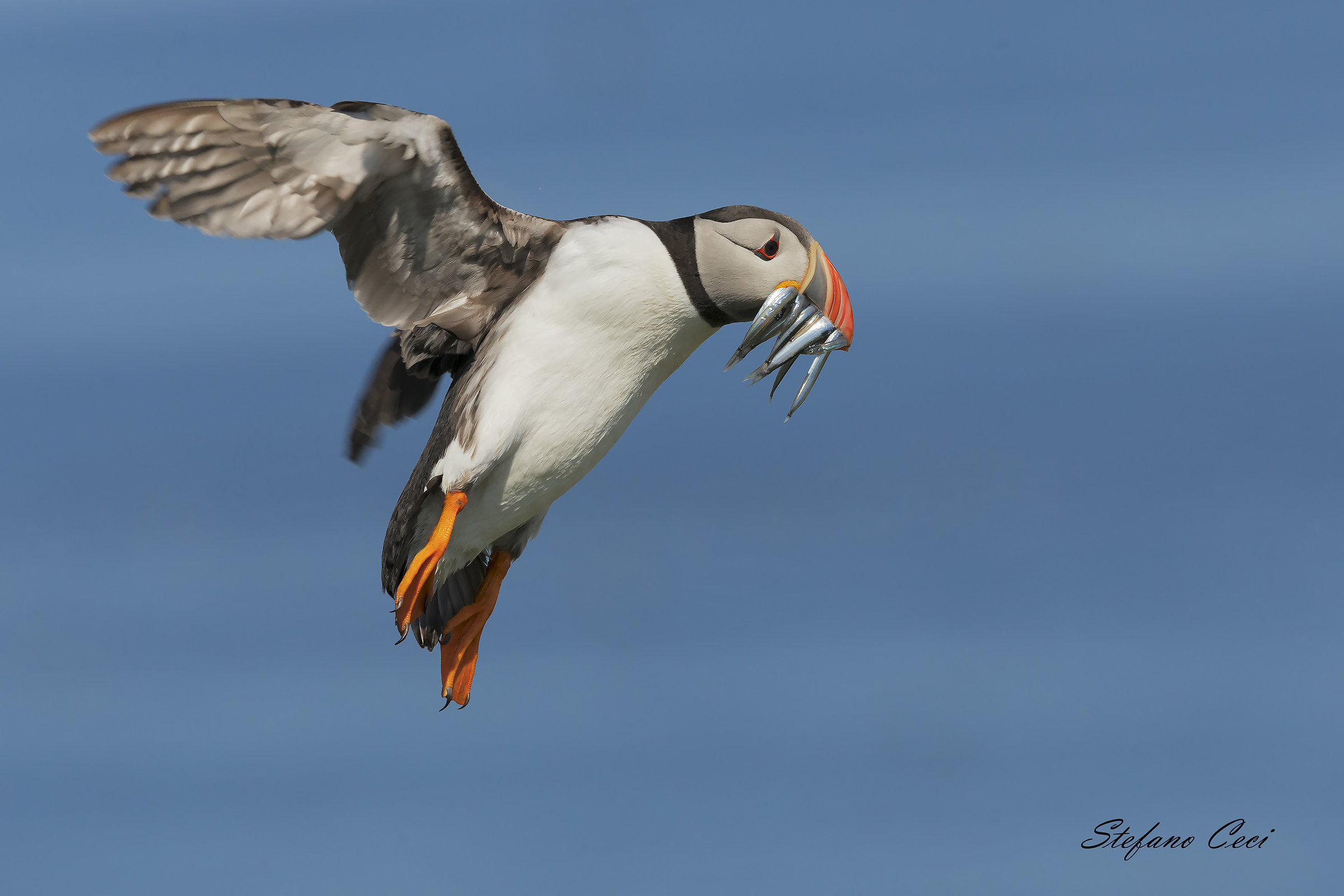 Puffin
