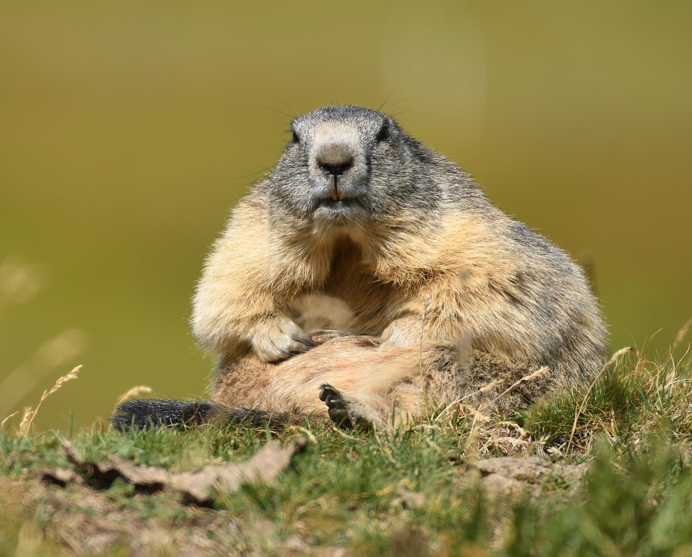 Marmotta Alpina