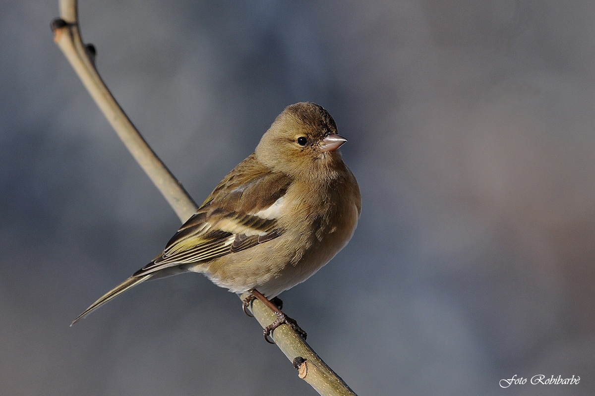 Fringuello ( femmina)