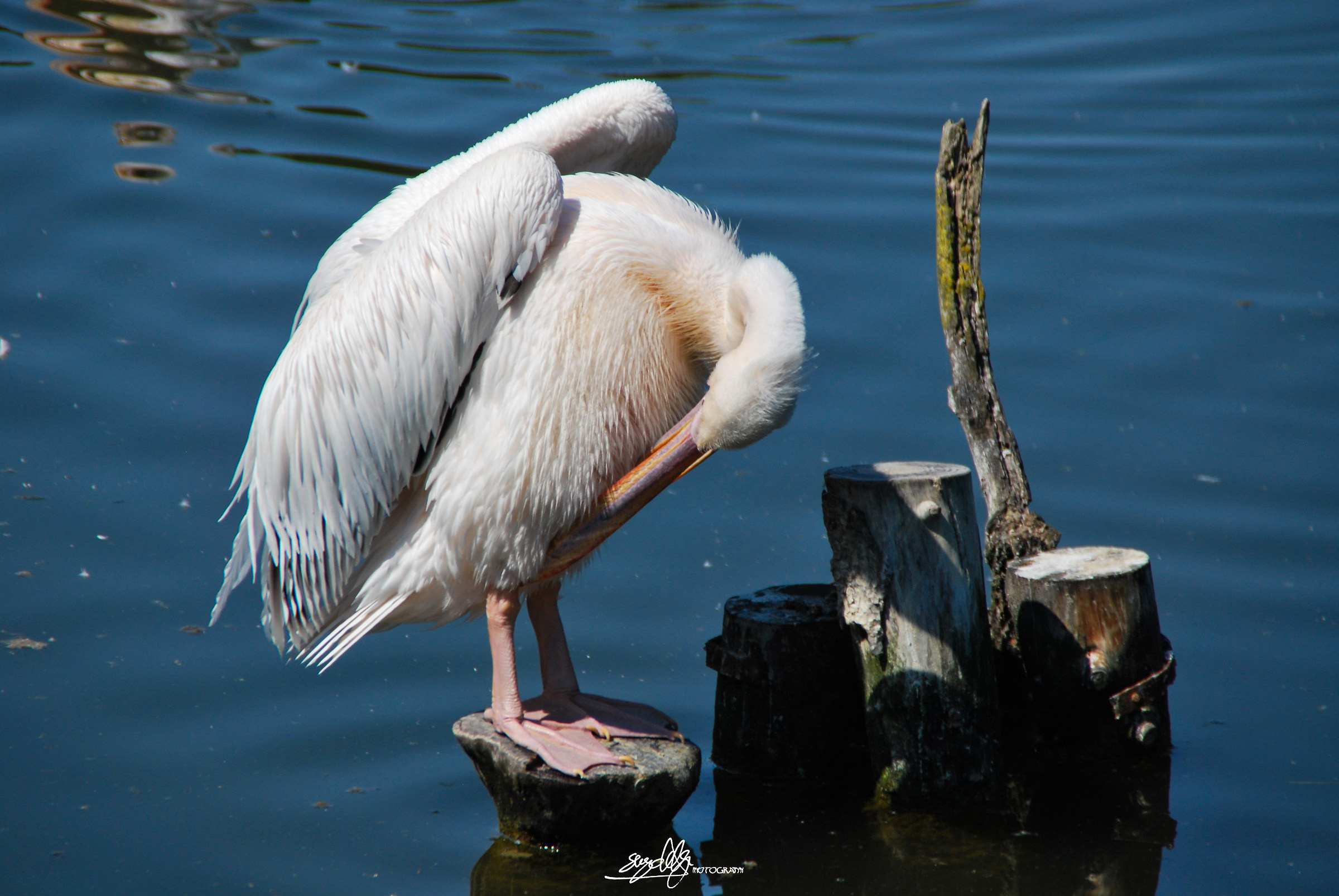 Pink Pelican