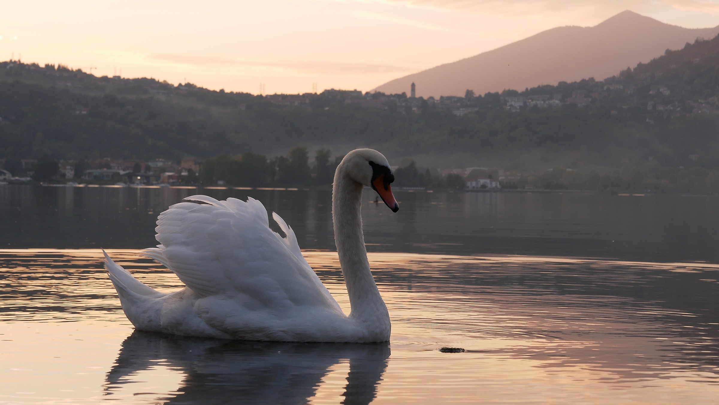 Cigno sul lago dorato