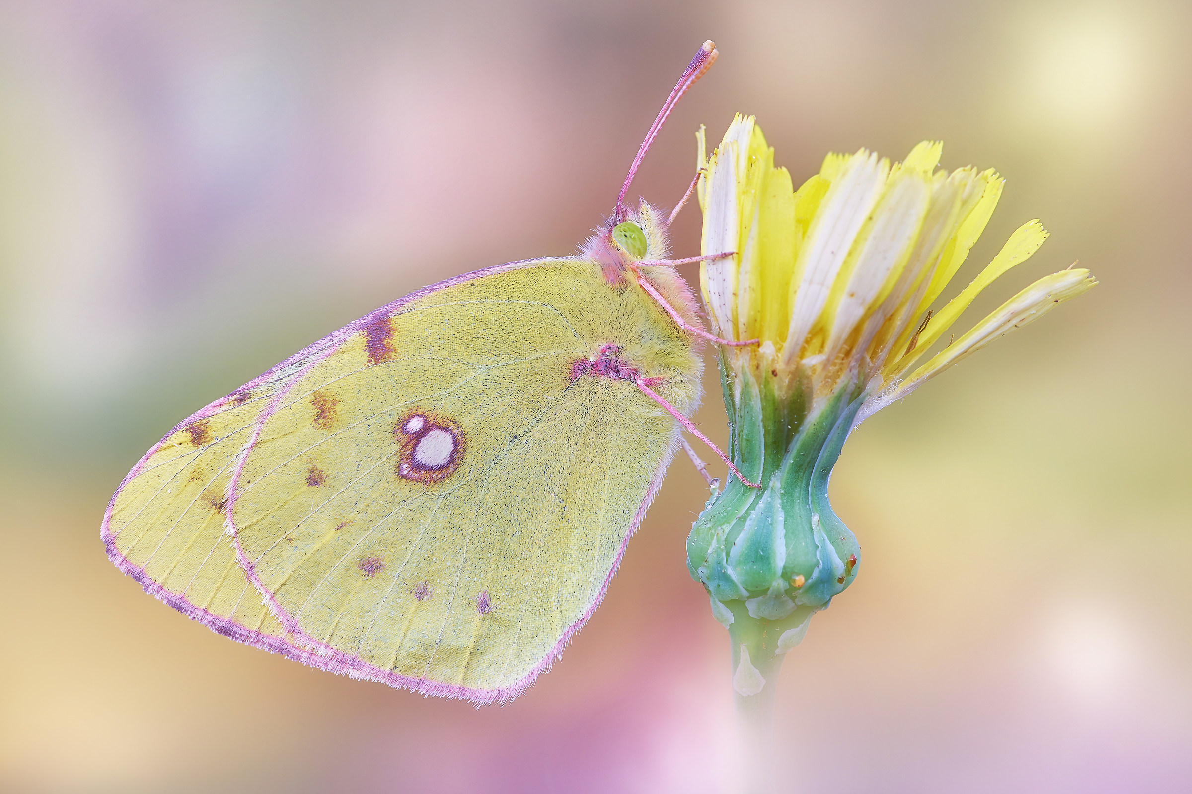 Colias crocea (Linnaeus, 1758)