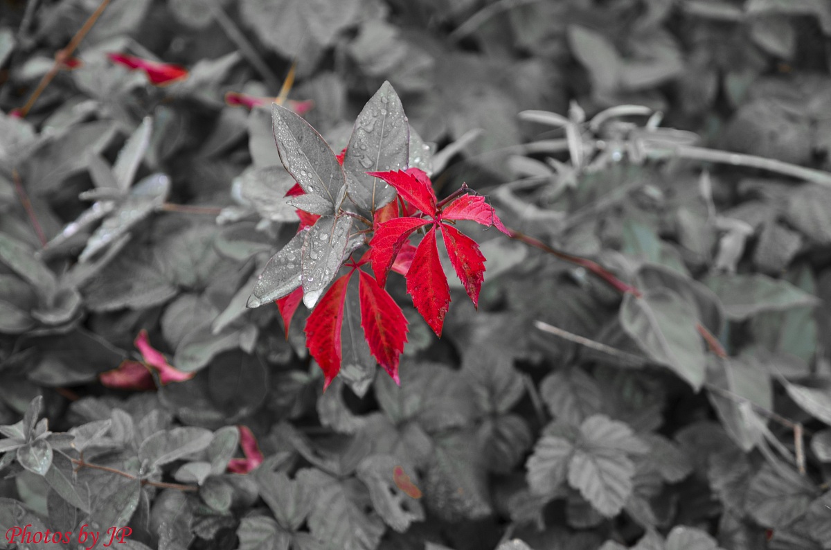 Effetto pioggia notturna