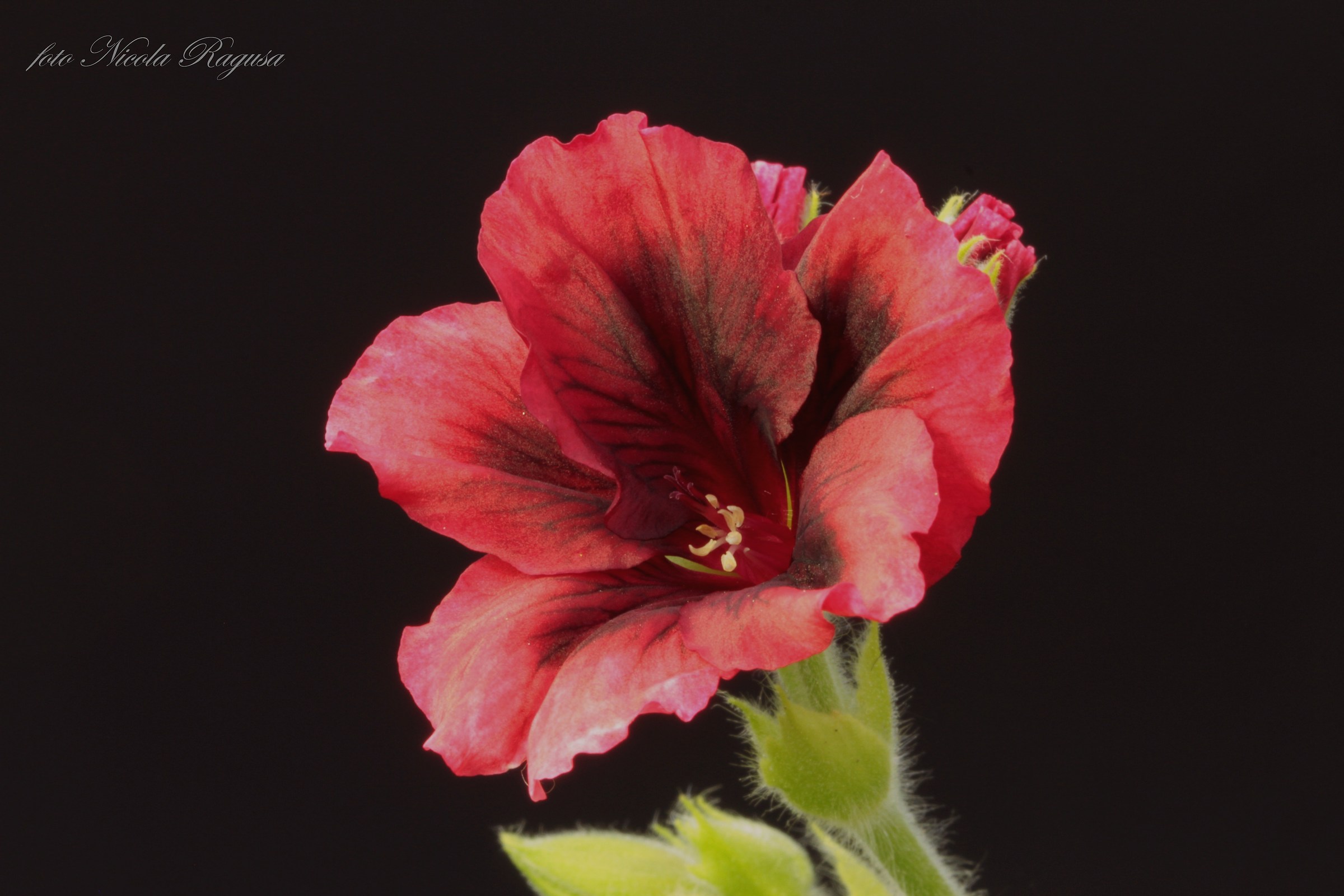 Imperial Geranium