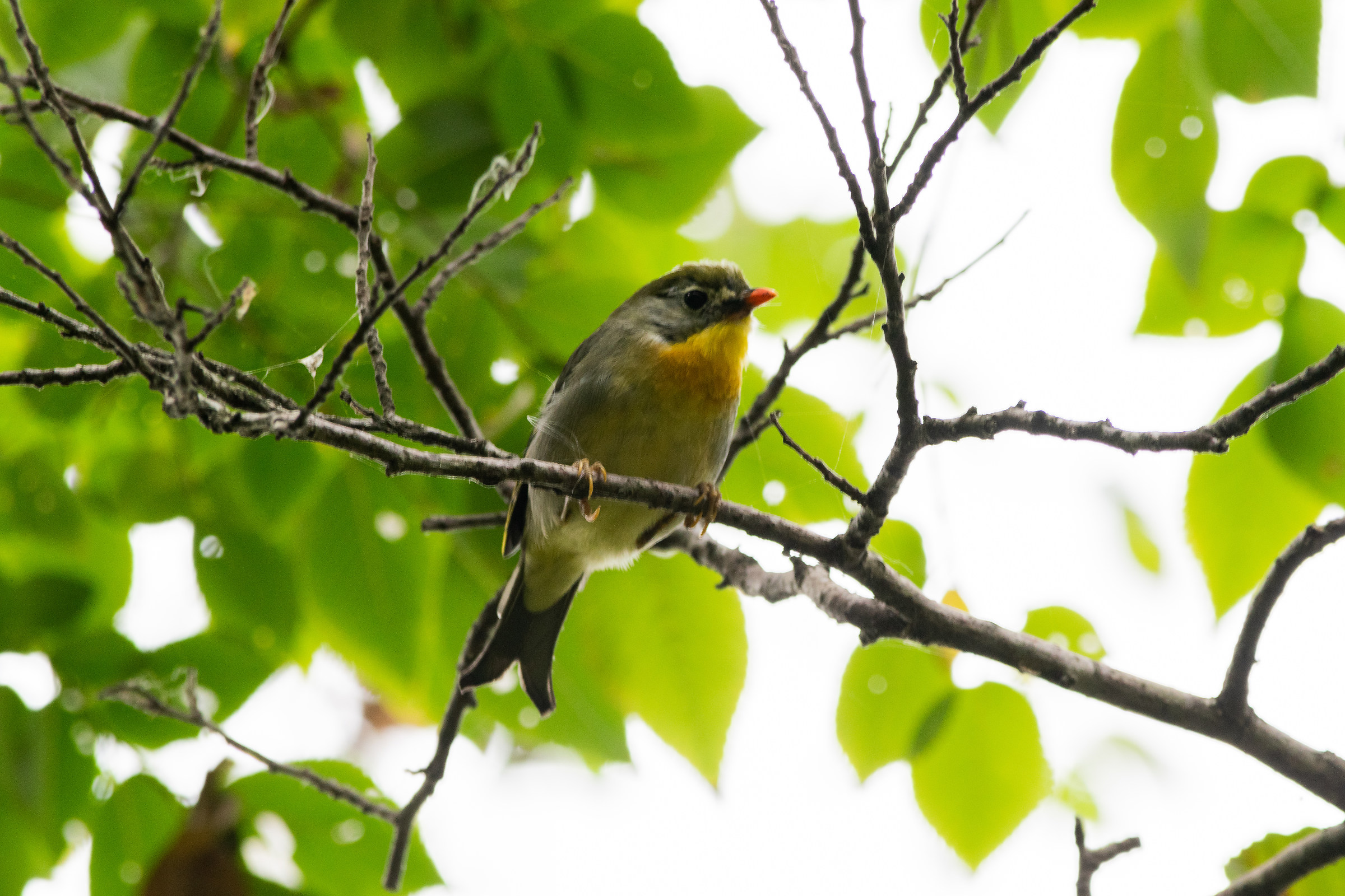 Usignolo del Giappone