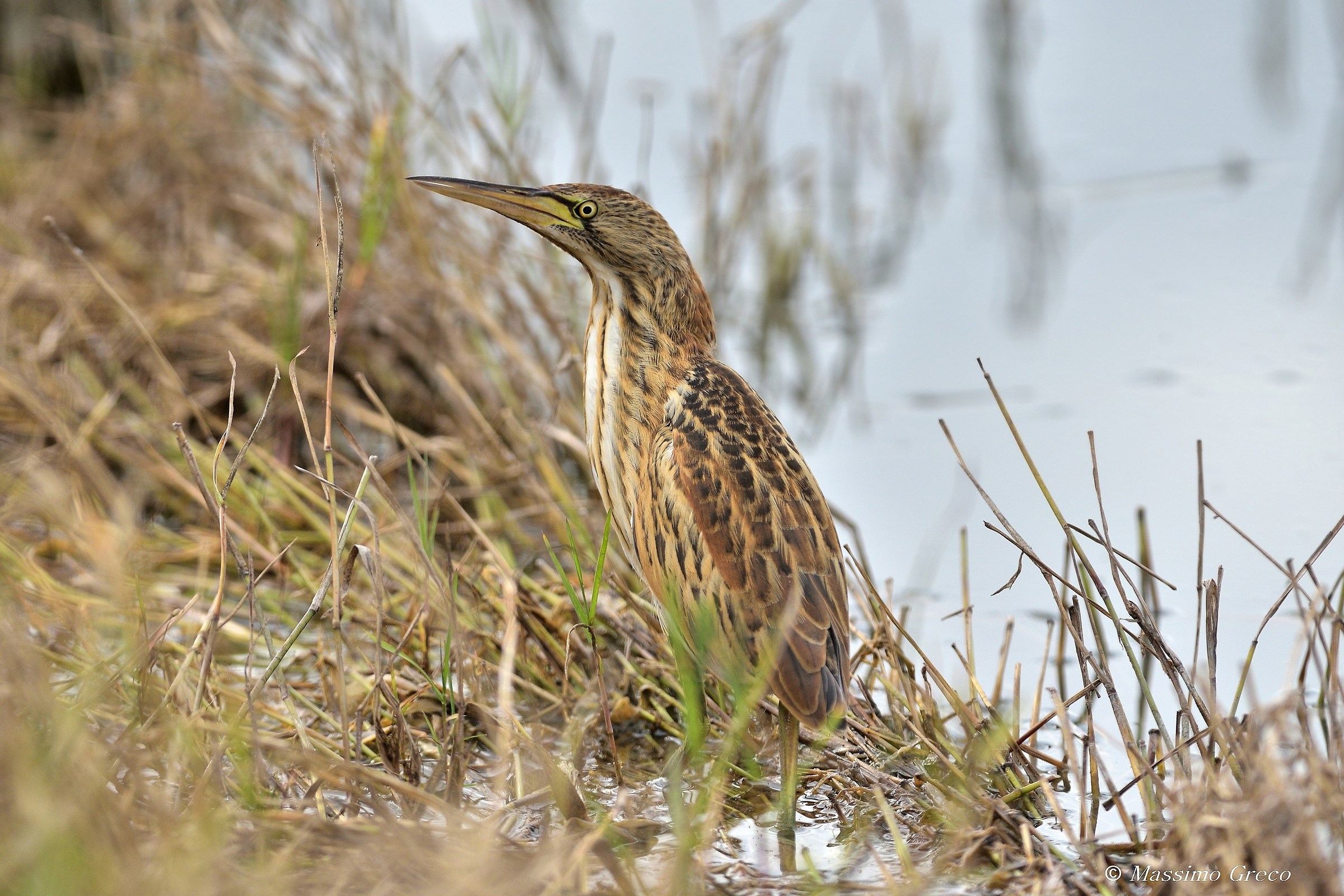 Little Bittern