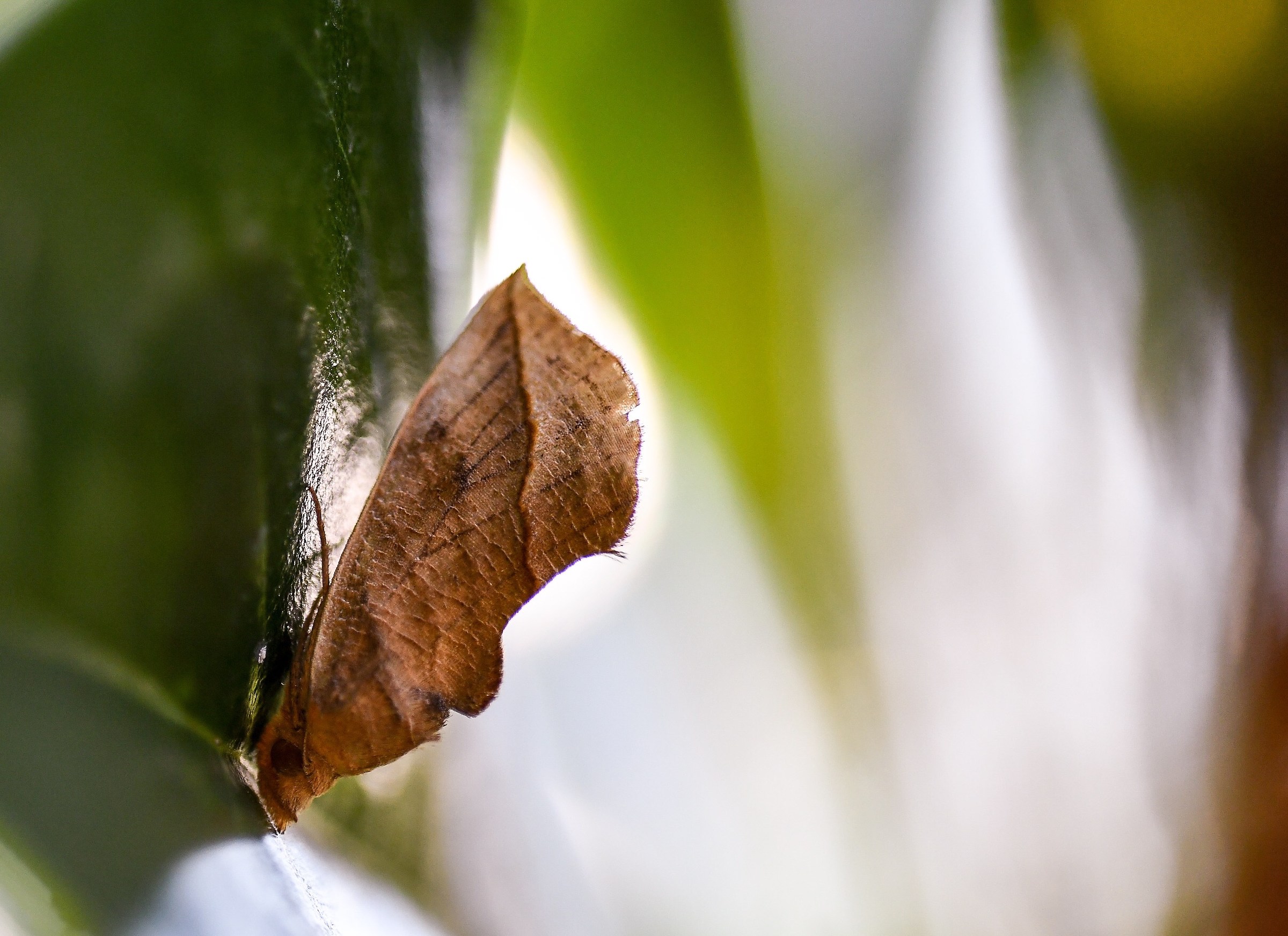 Mimetizzarsi per sopravvivere...