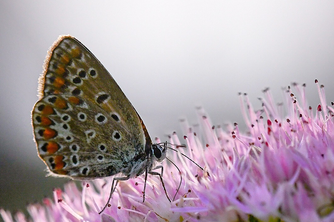 A pranzo dietro casa
