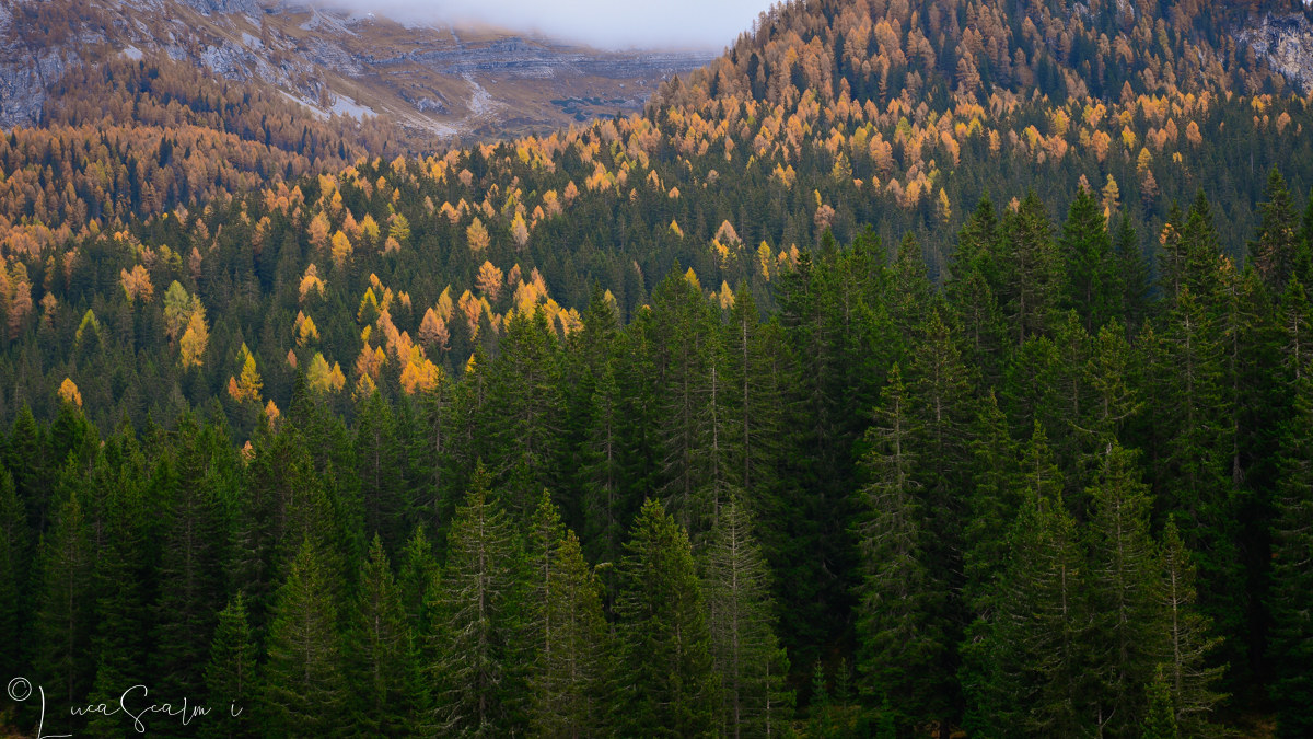 Autumn in the woods of Brenta