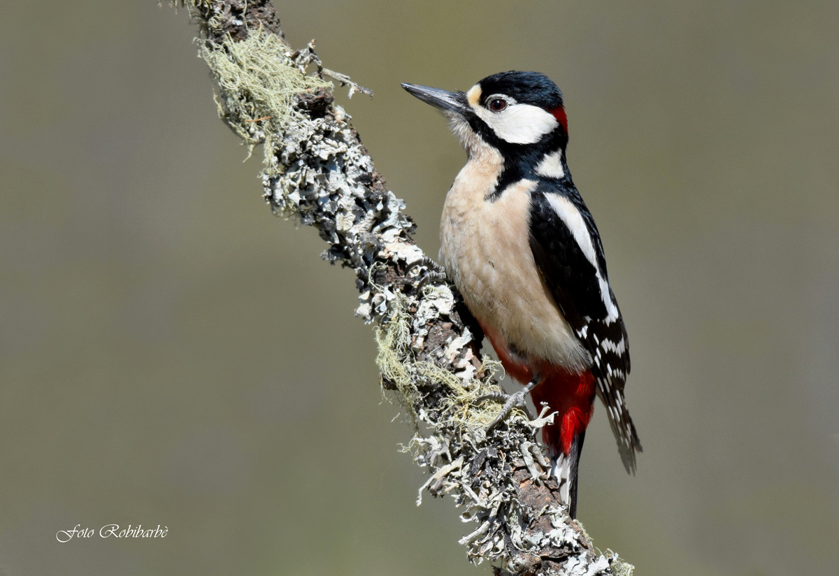 Picchio rosso maggiore...