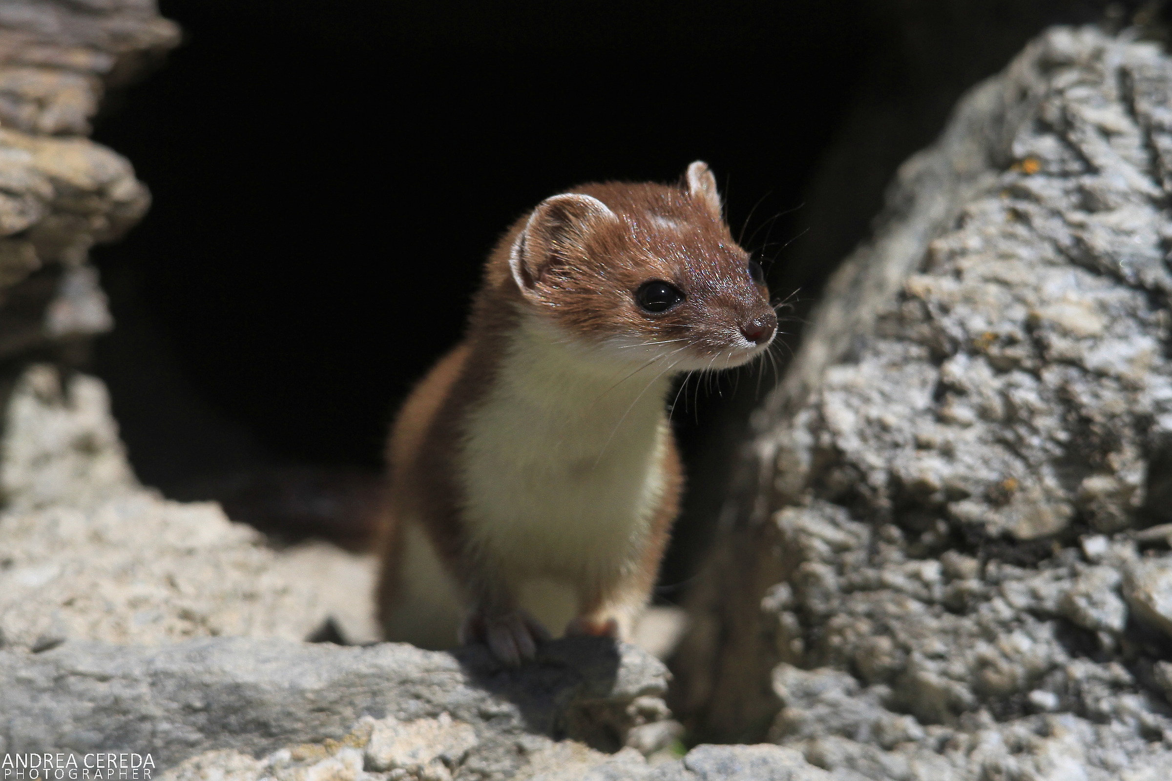 Mustela erminea-Ermine
