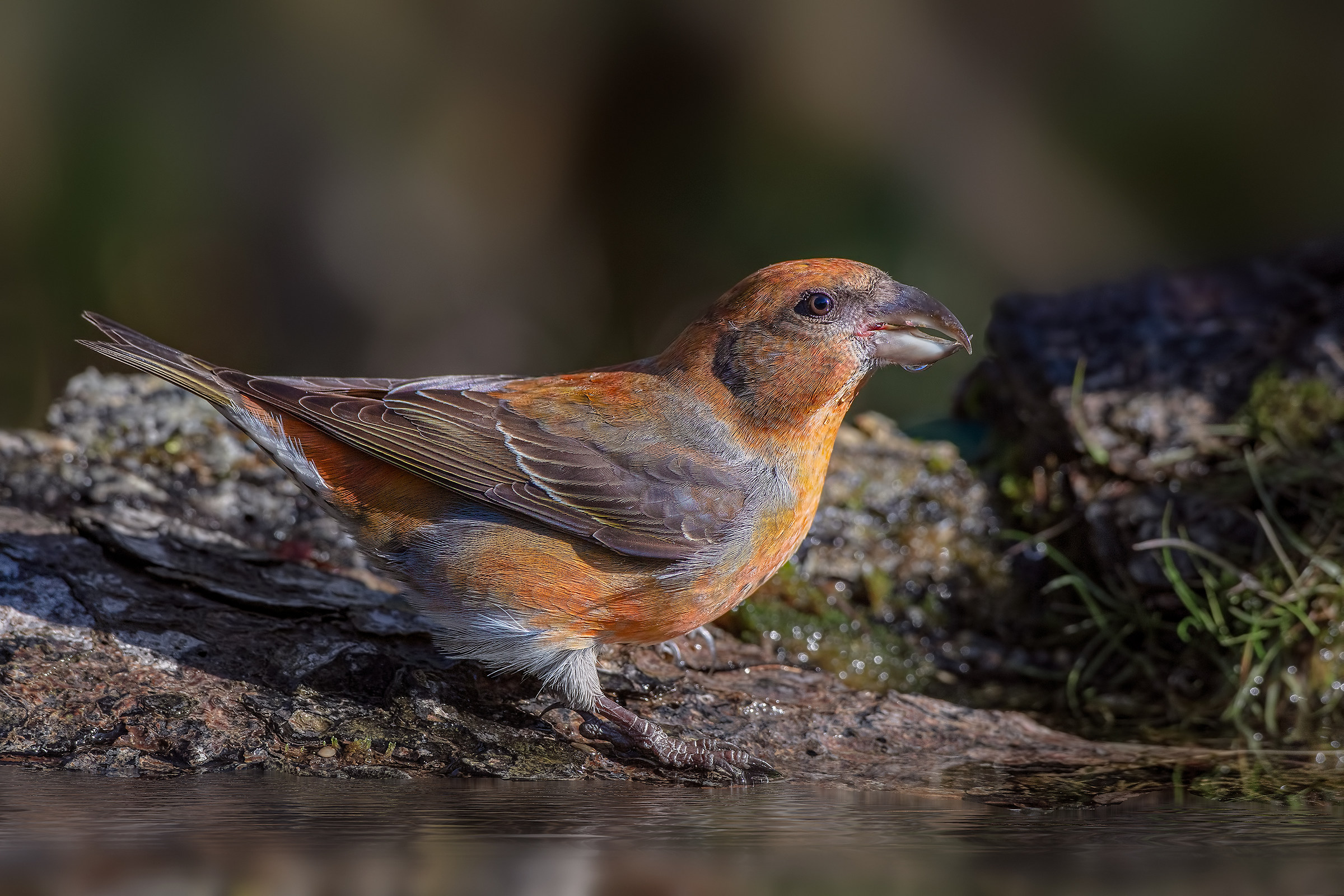 Crociere all'abbeverata.