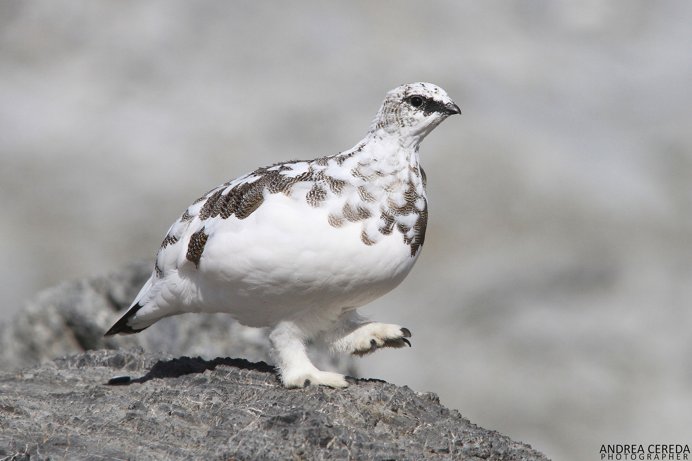 Lag lagopus ssp Helvetica-White Partridge