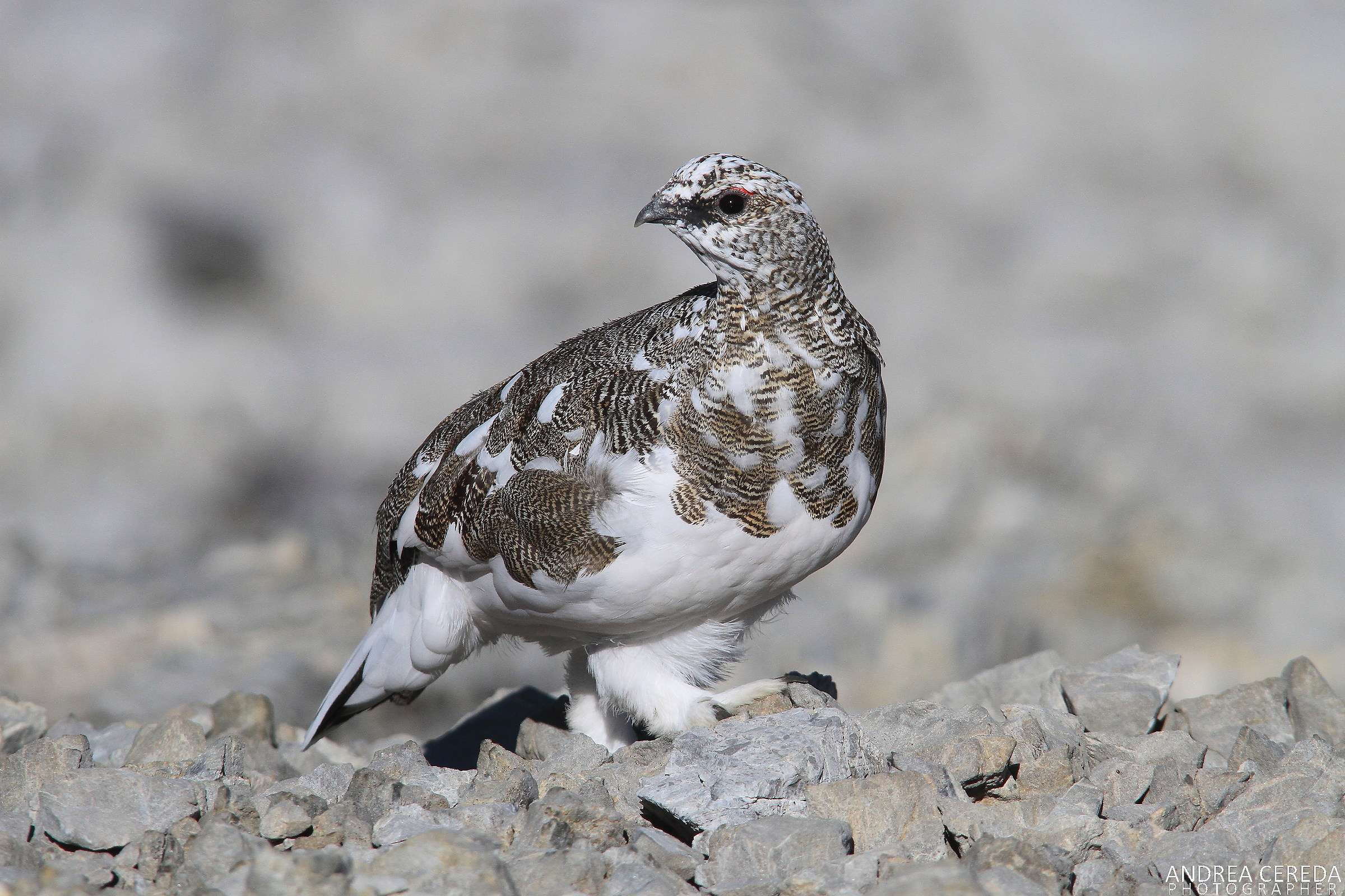 Lagopus muta ssp helvetica - Pernice bianca