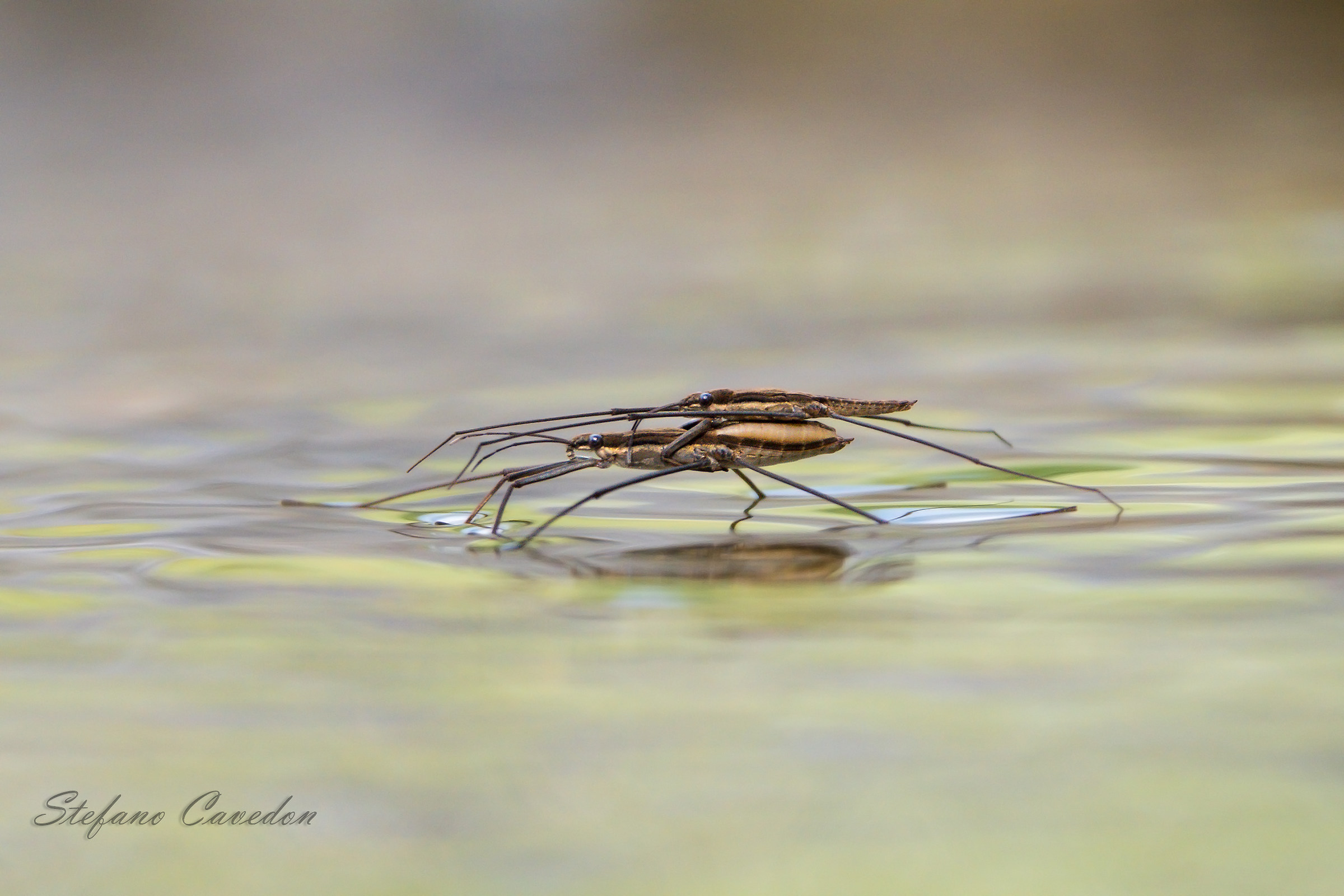 Walking on the water..