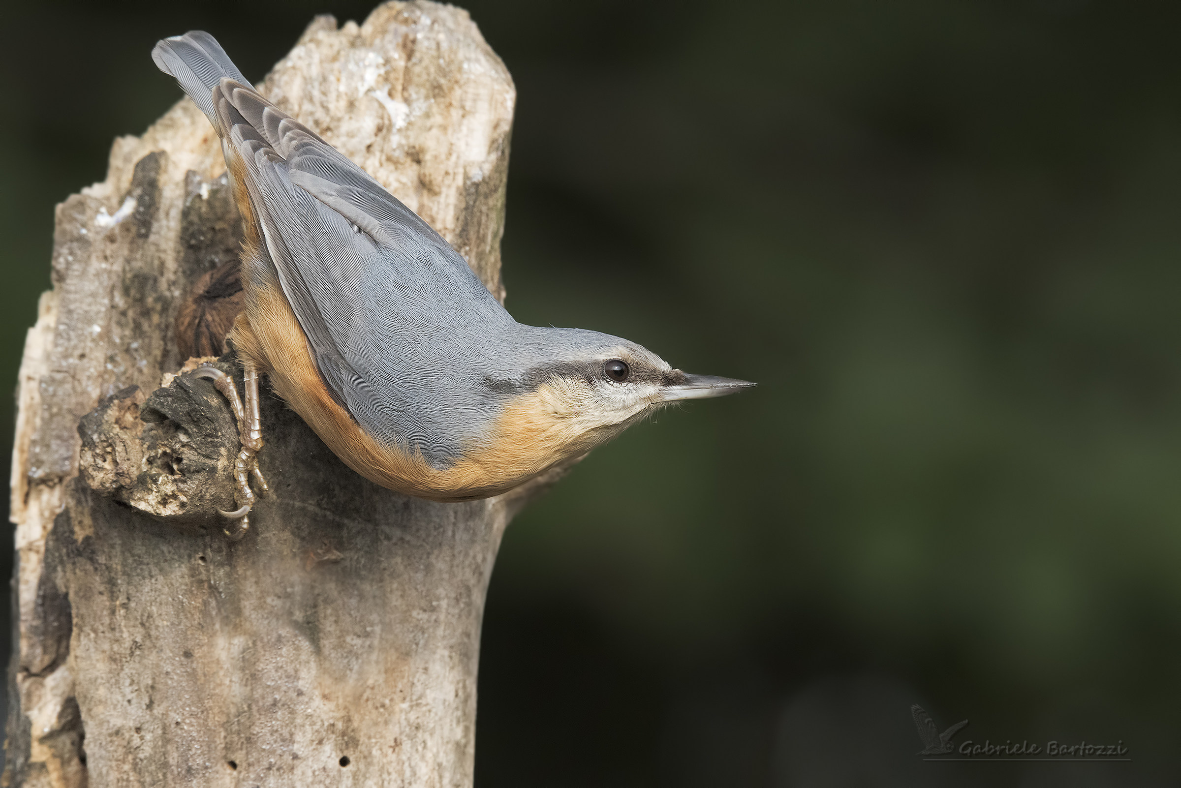Nuthatch