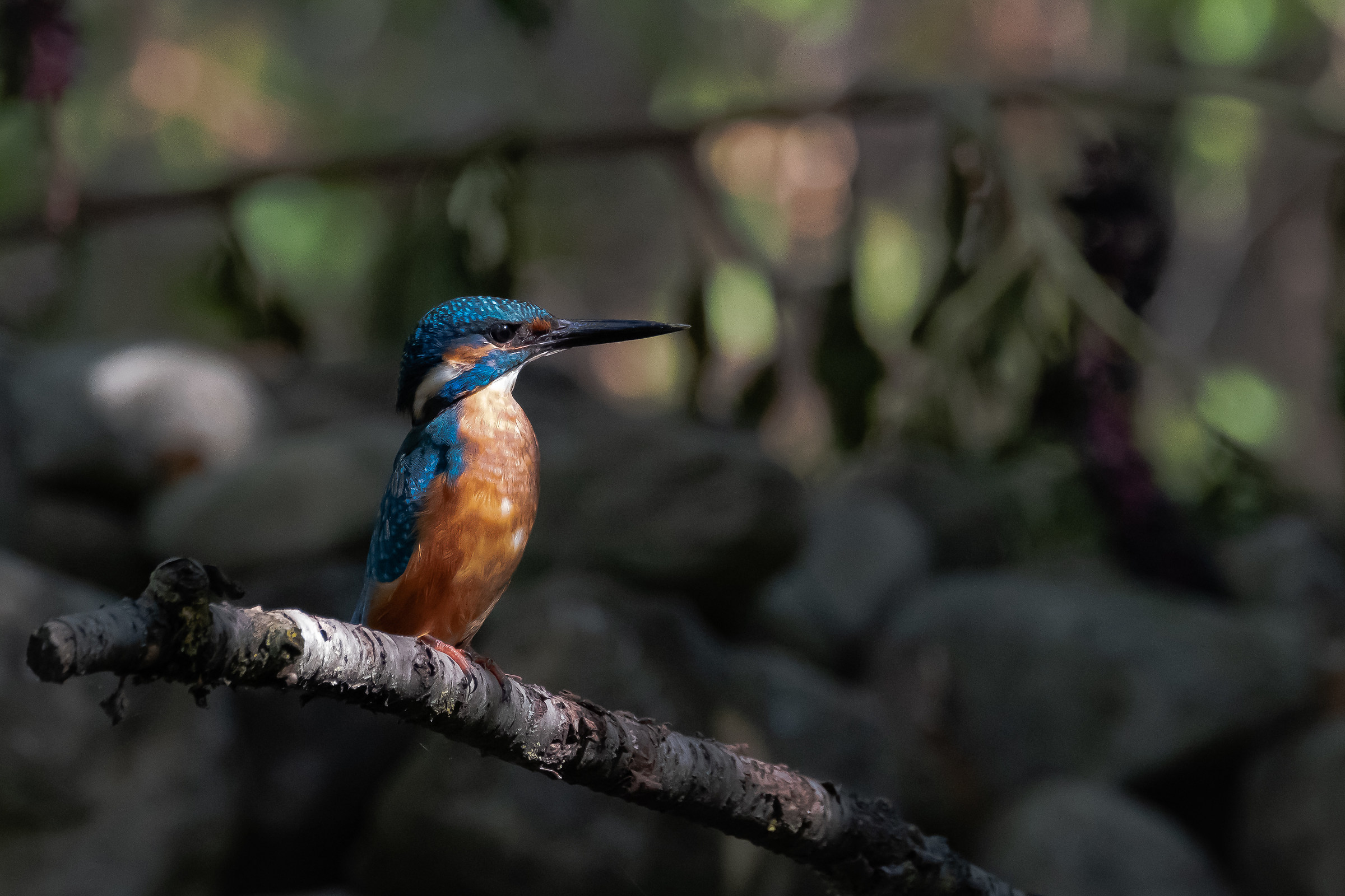 Martin Pescatore - King Fisher