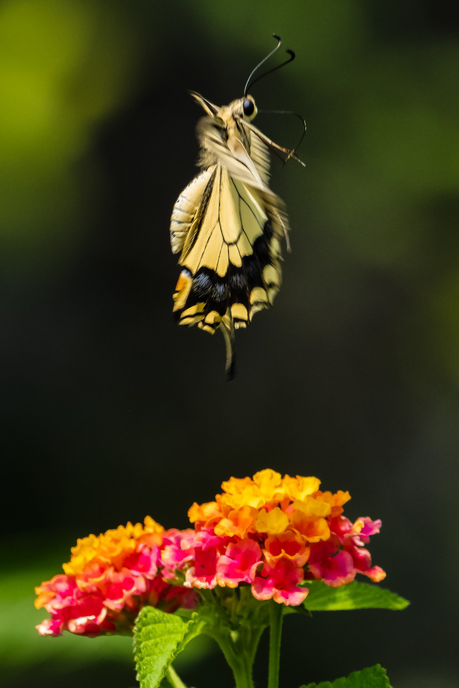 Macaone - Papillon Machaon