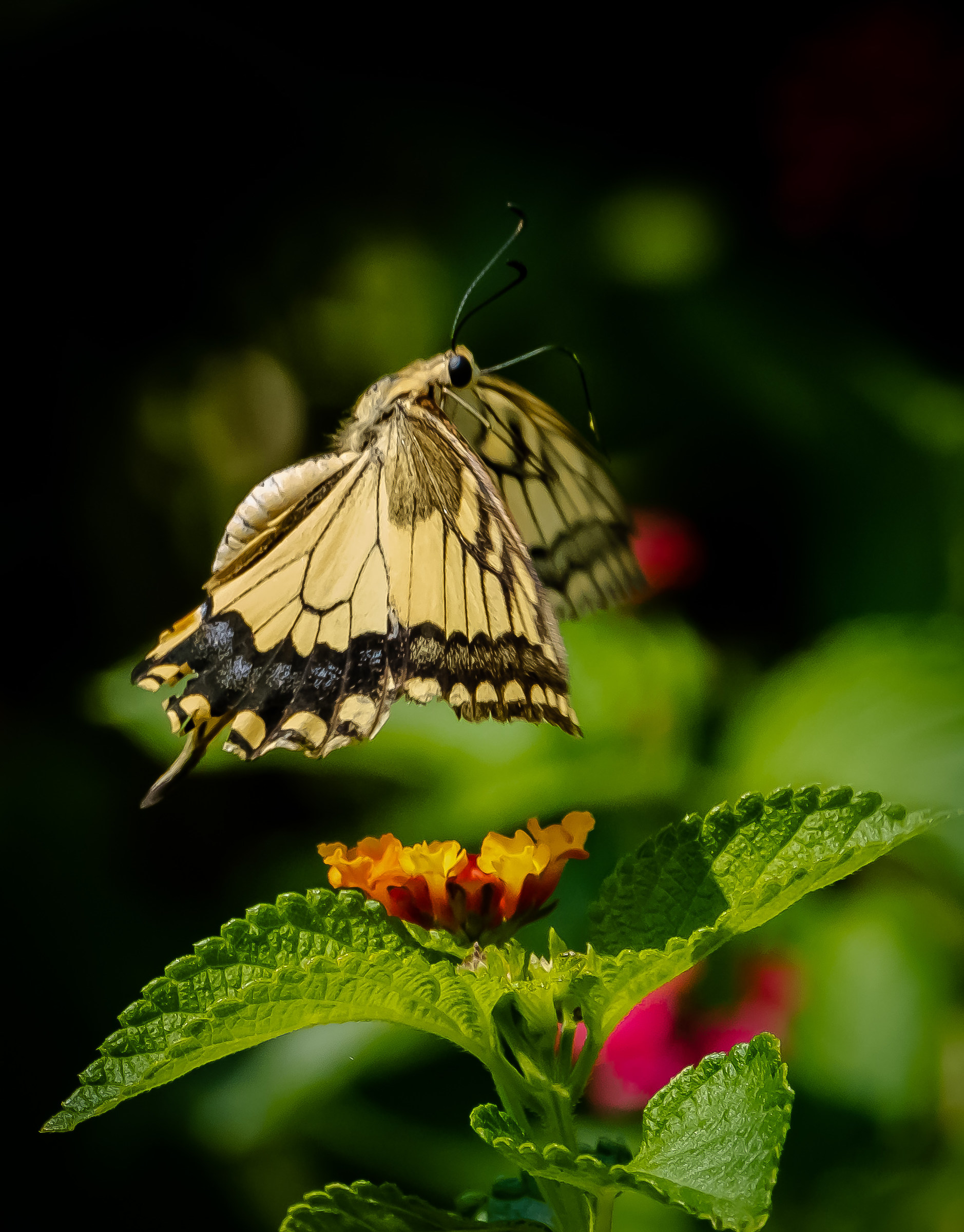 Macaone - Papillon Machaon