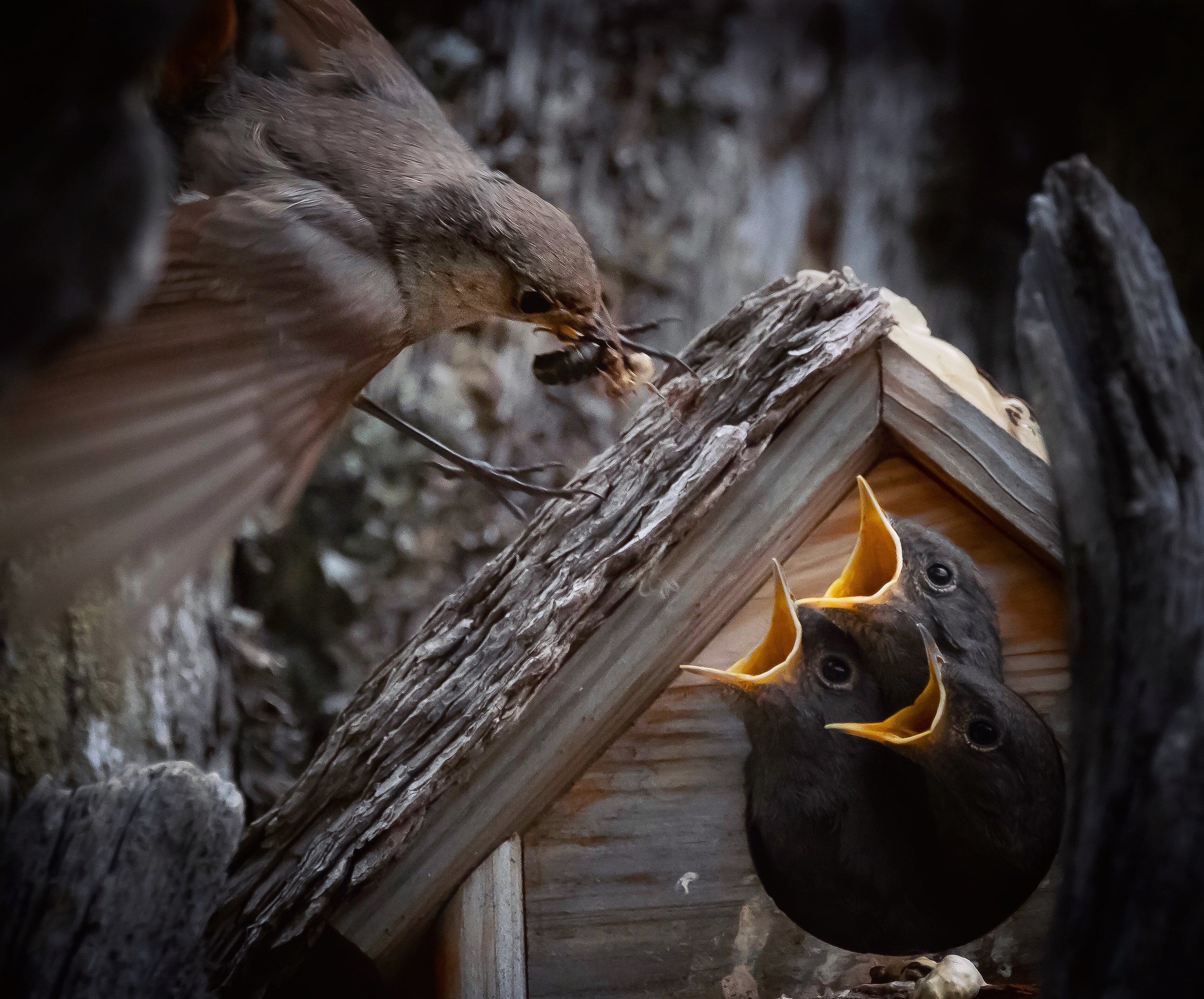 Codirosso Spazzacamino