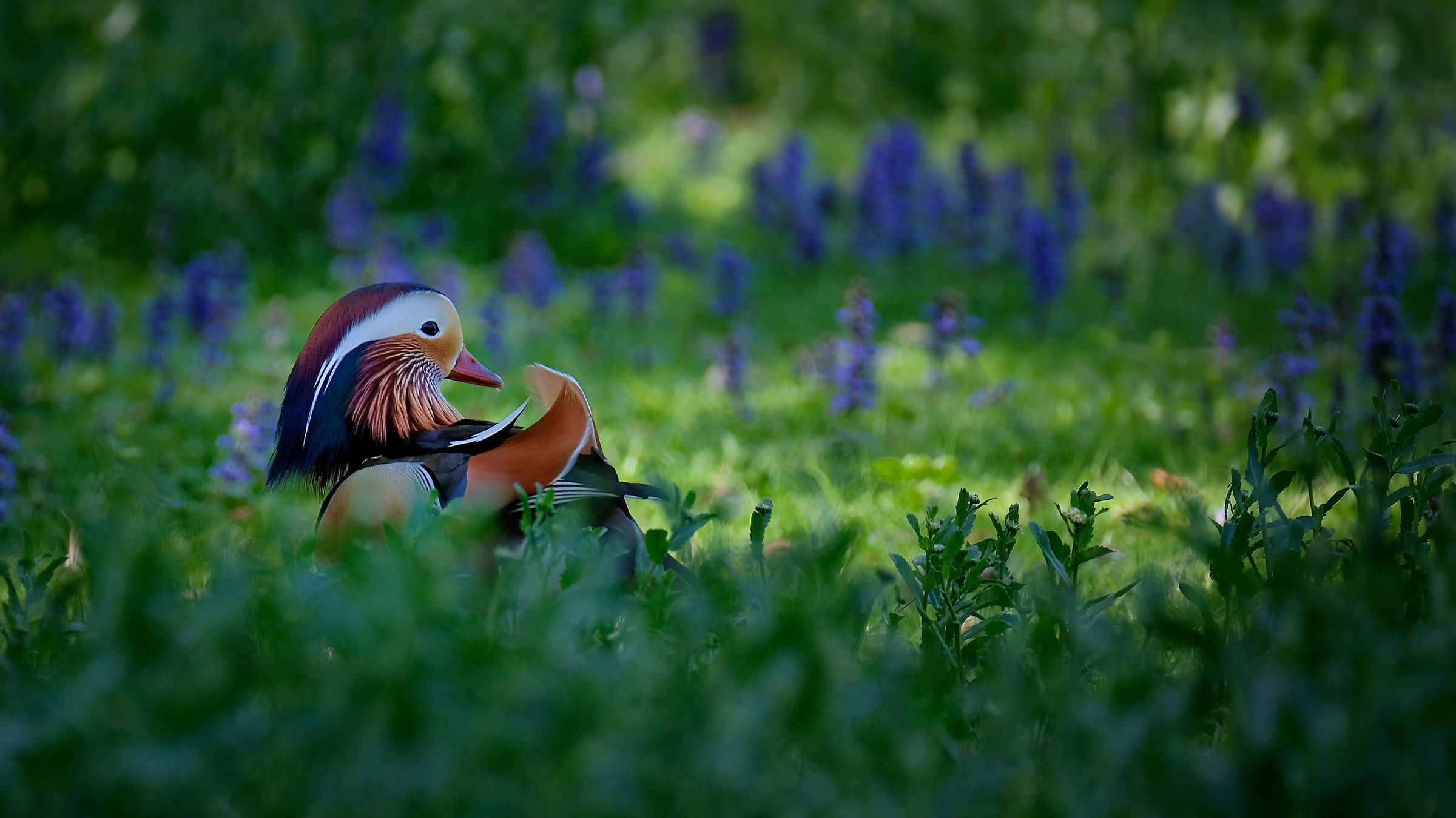 Anatra Mandarina - Mandarina Duck