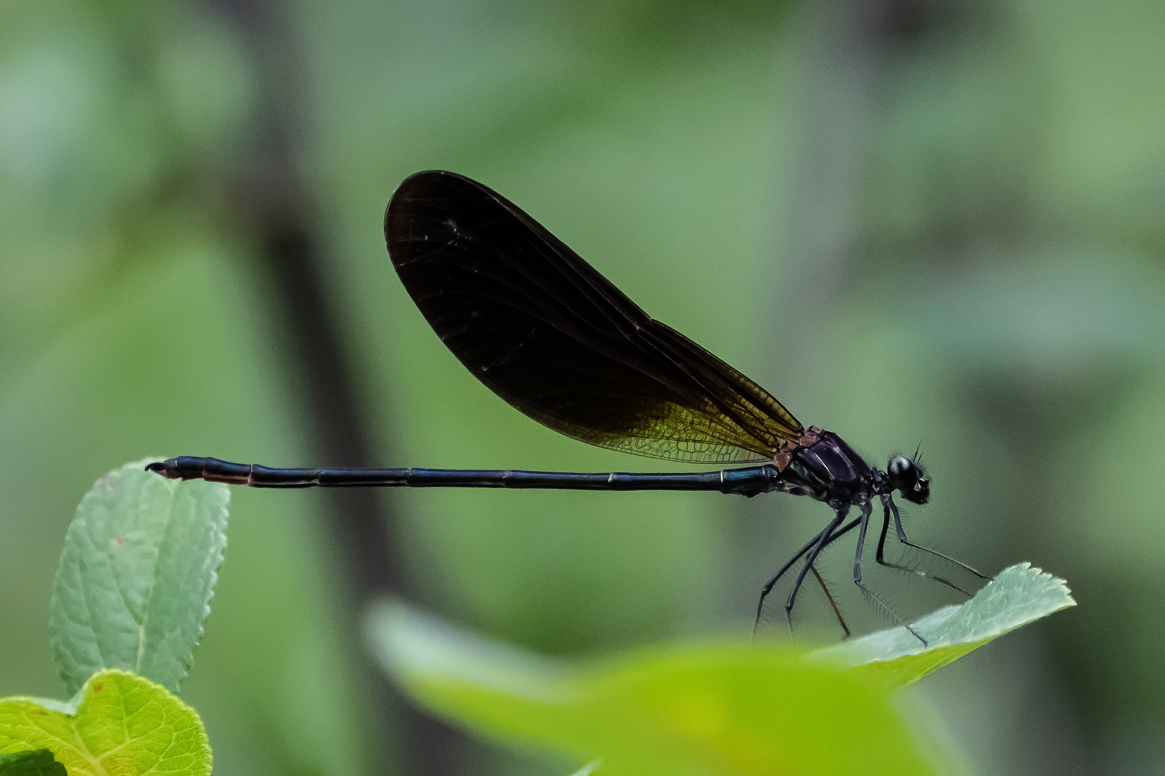 Libellula- Dragonfly