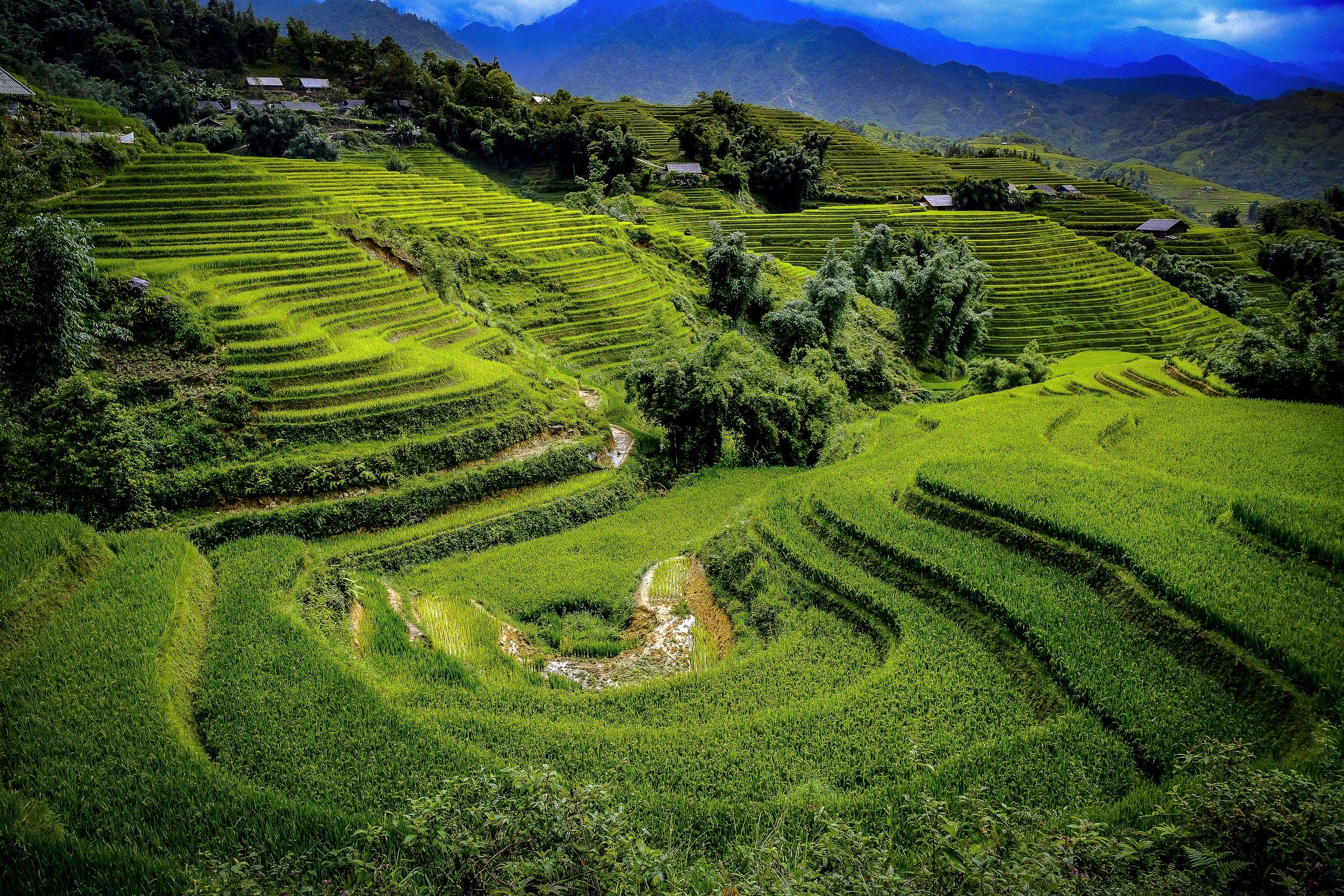 Risaie a nord di Sapa