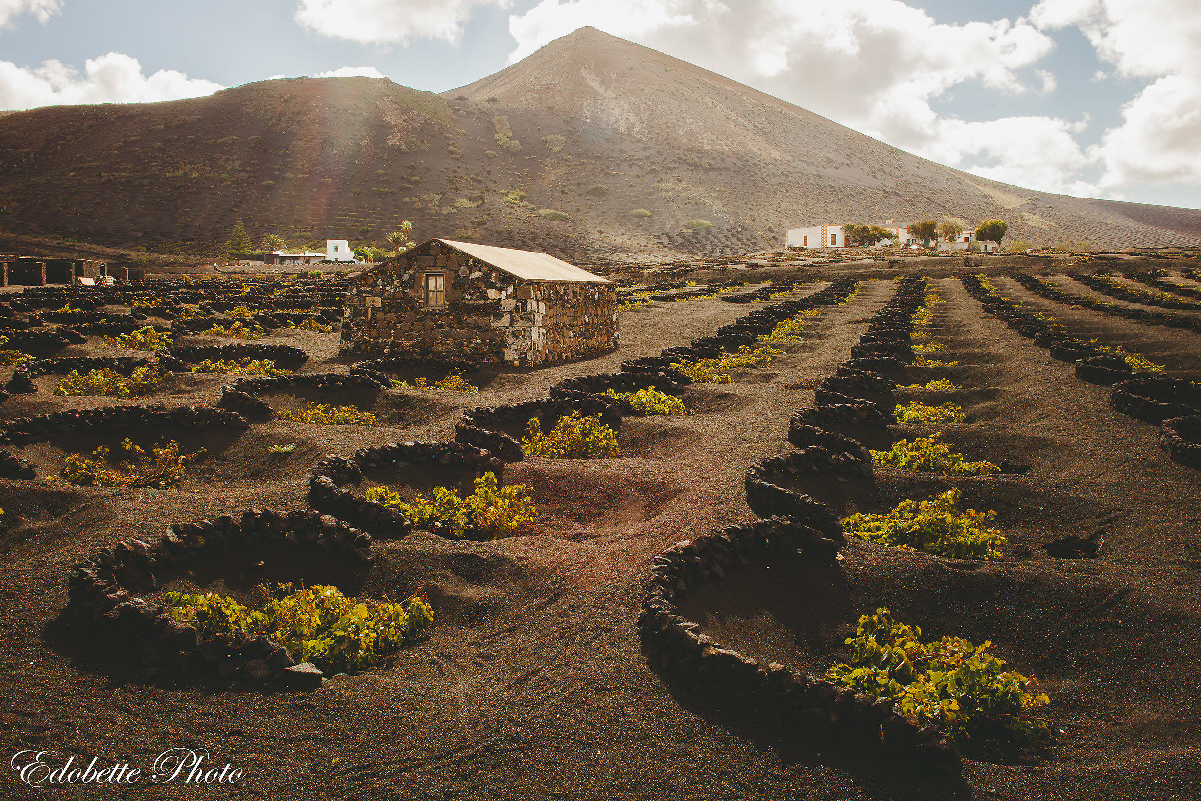 Lanzarote - La Geria