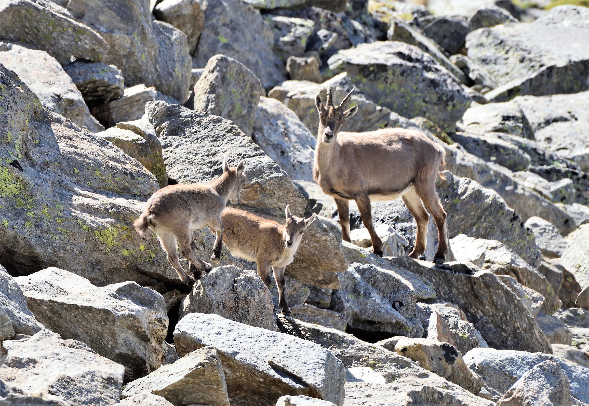 Little brother or sister chasing for.....