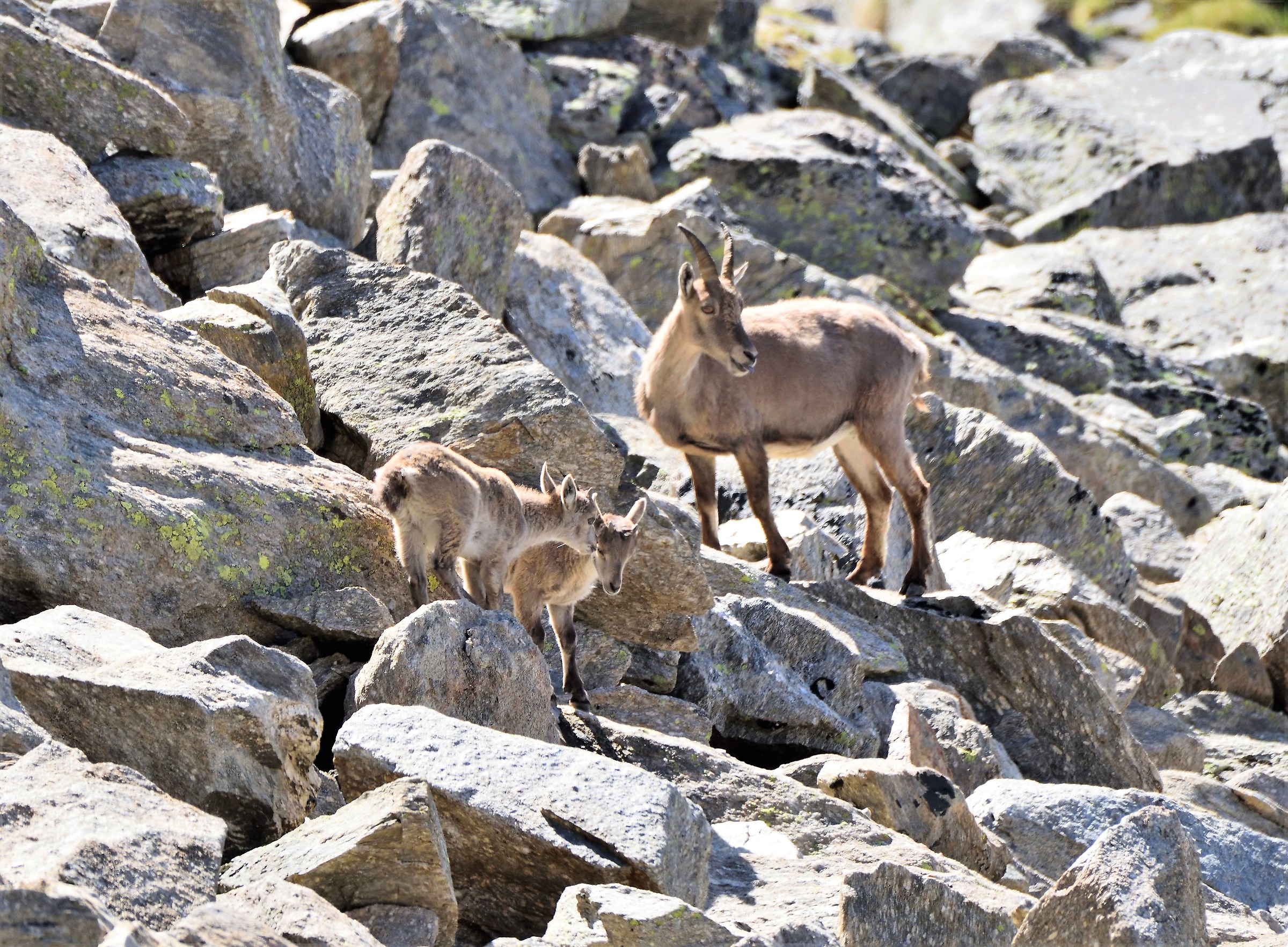 Tender and affectionate as not mai....in nature