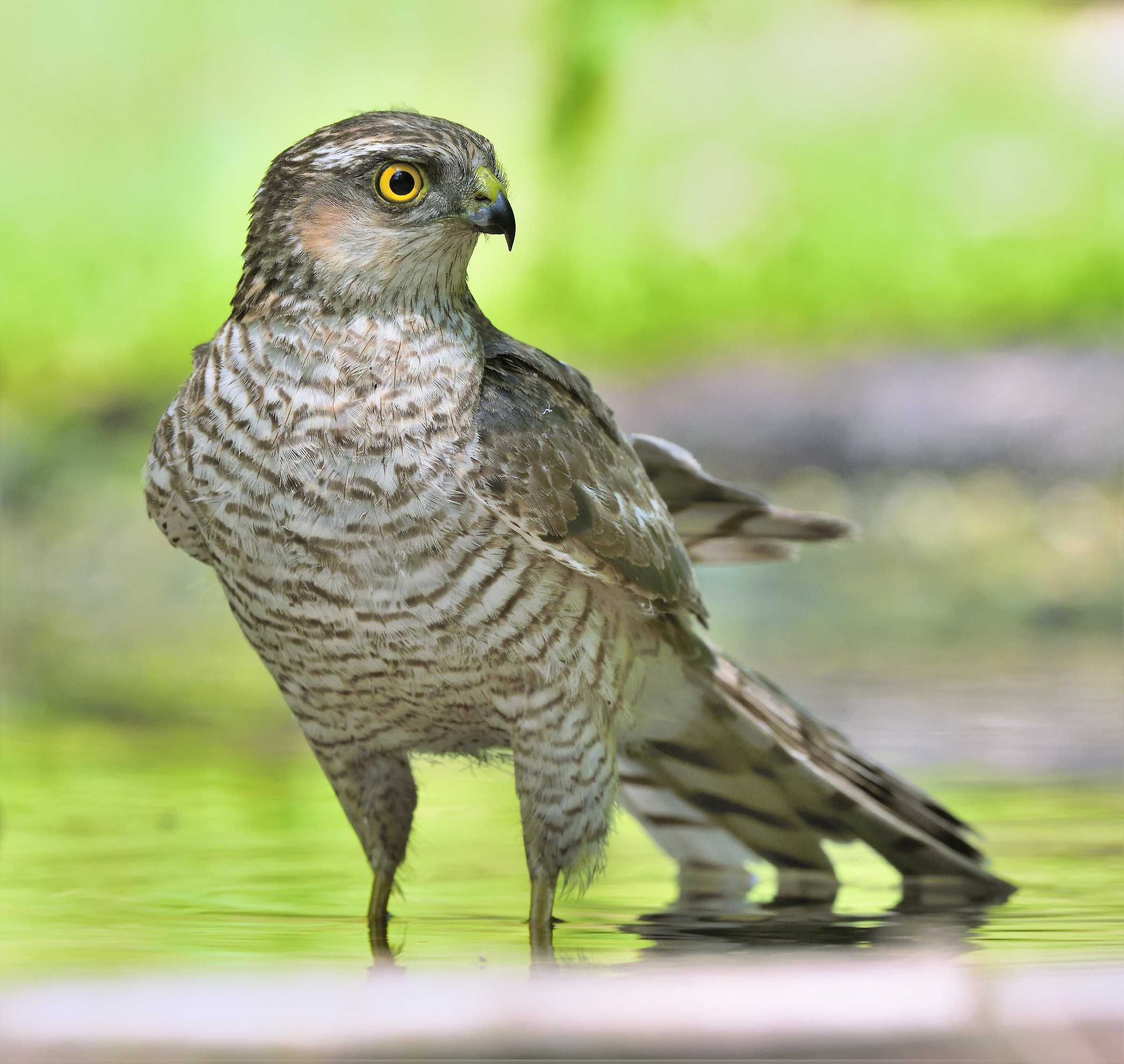 Young Sparrowhawk