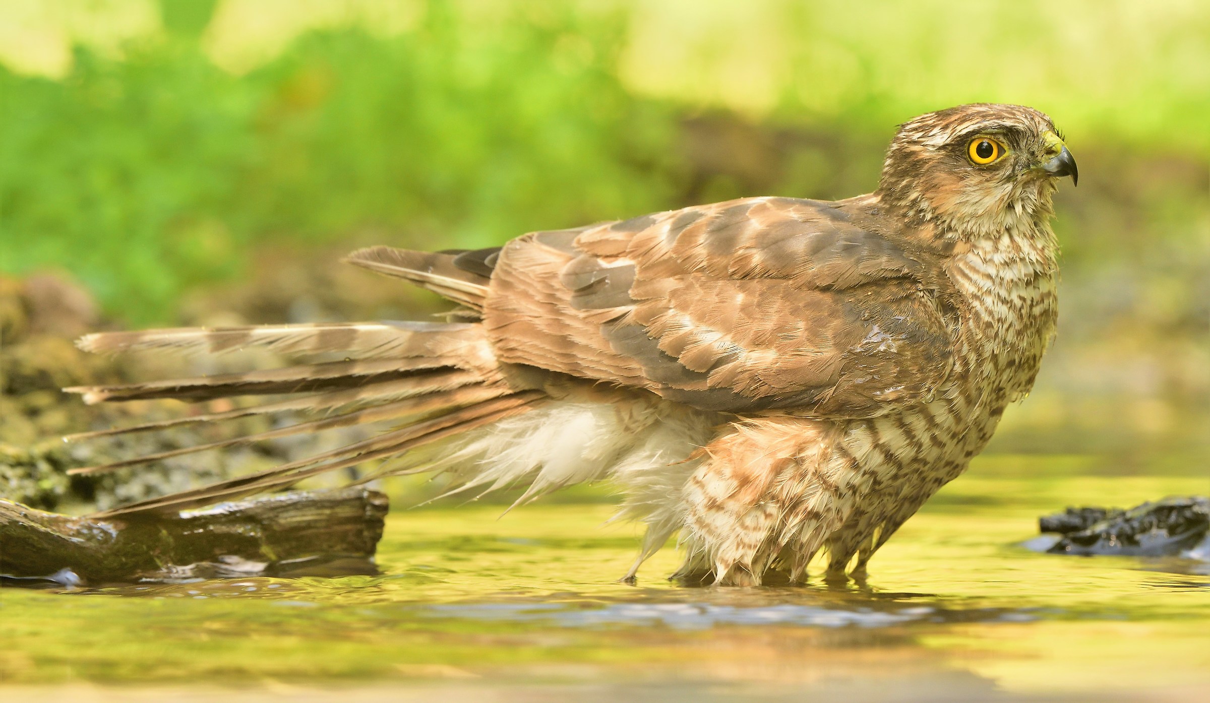 Young Sparrowhawk